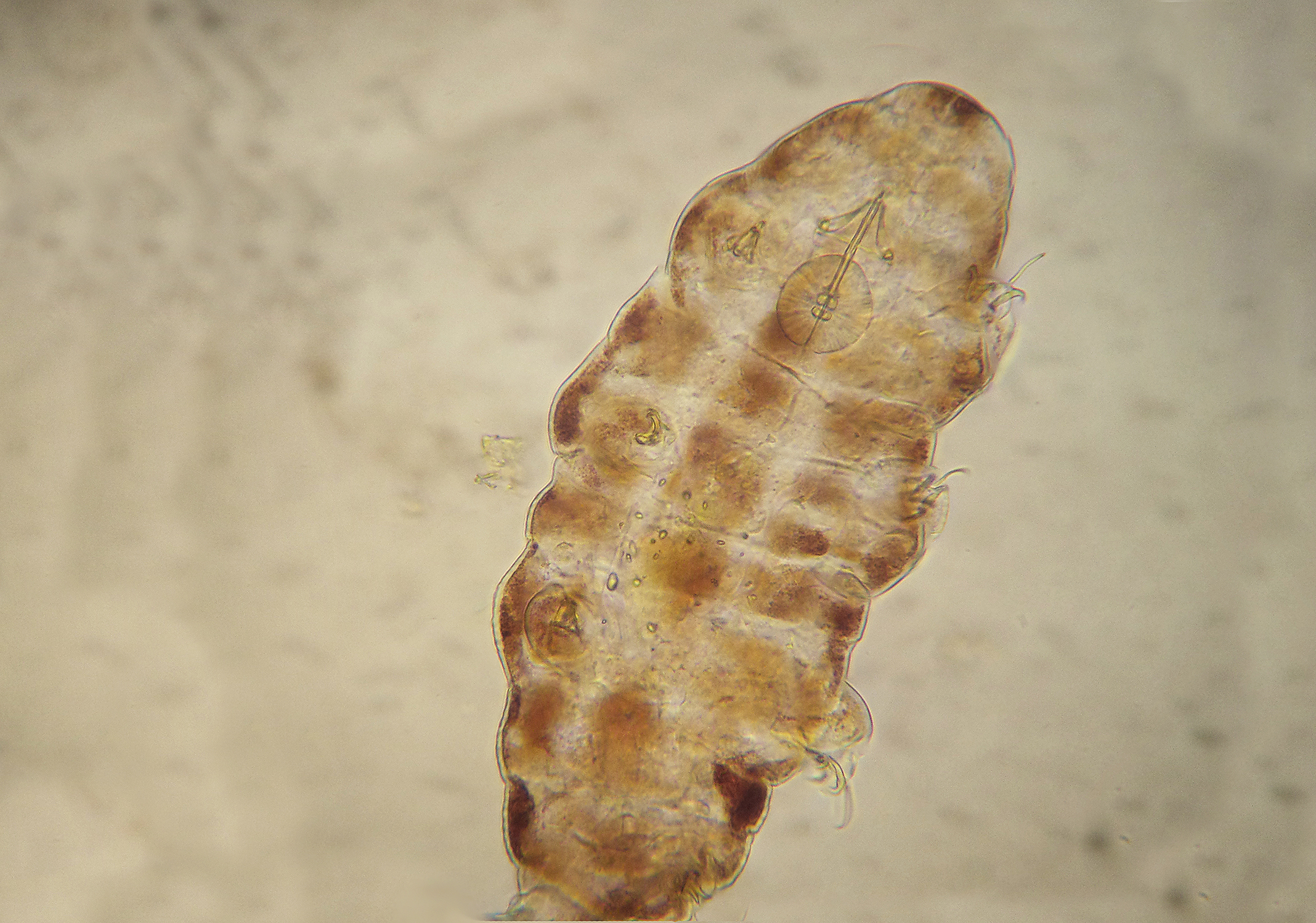 Tardigrago awakening