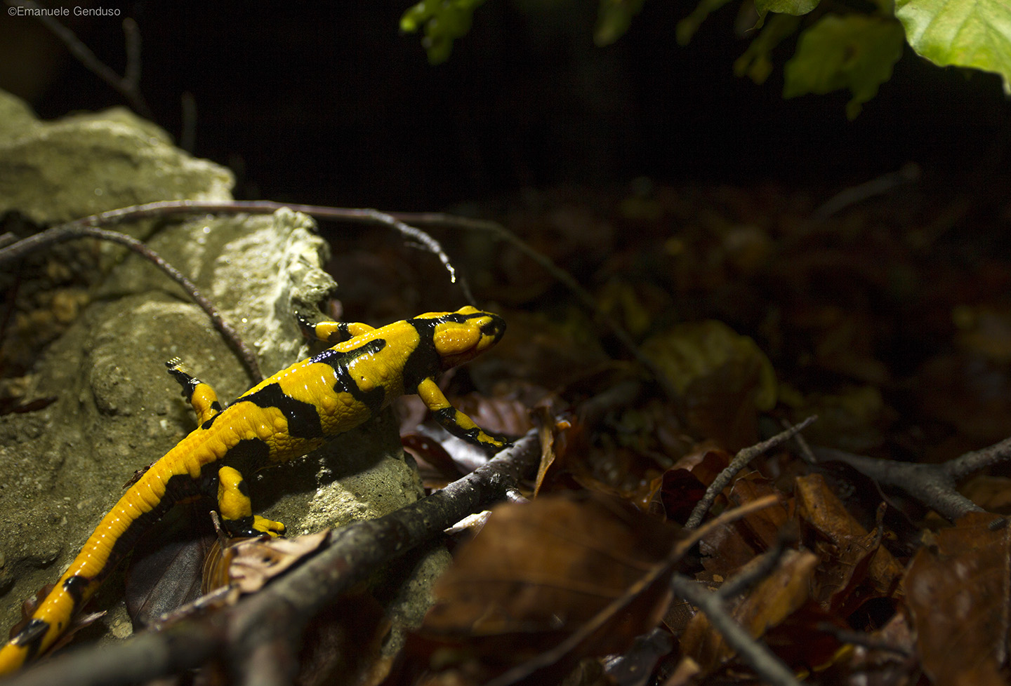Salamander salamander gigliolii