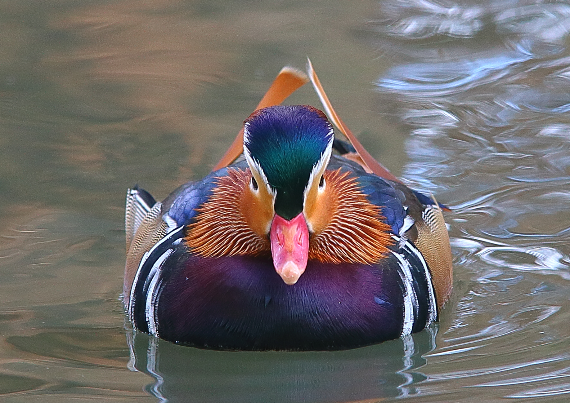 Mandarina Duck - stork center and Anatidae Racconigi