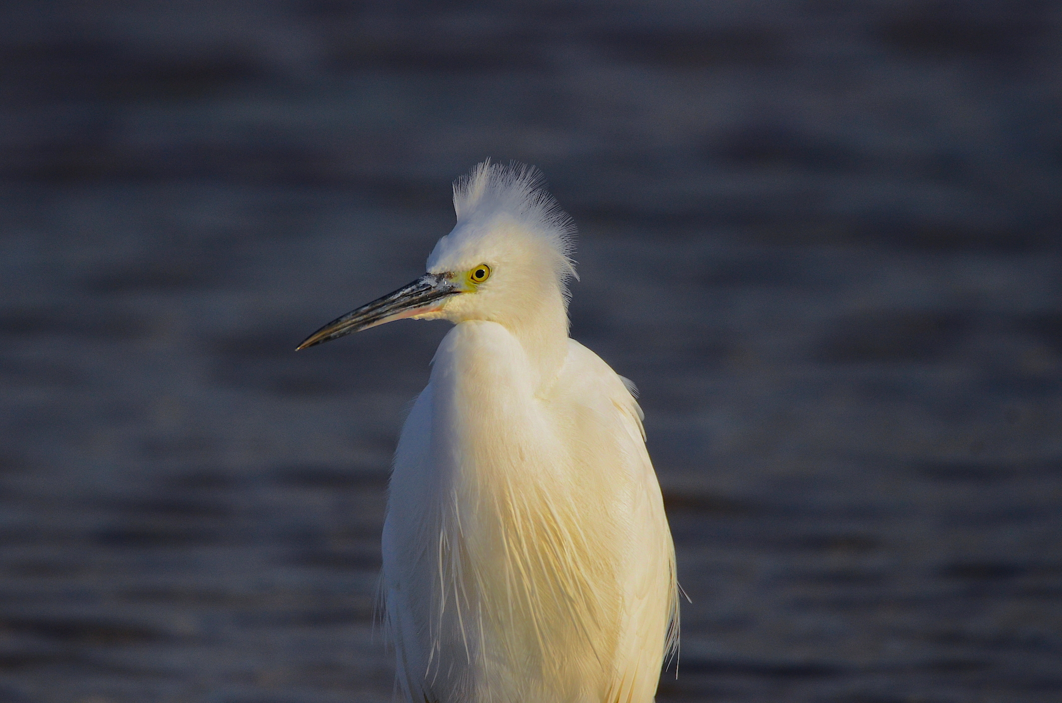 Egret ....