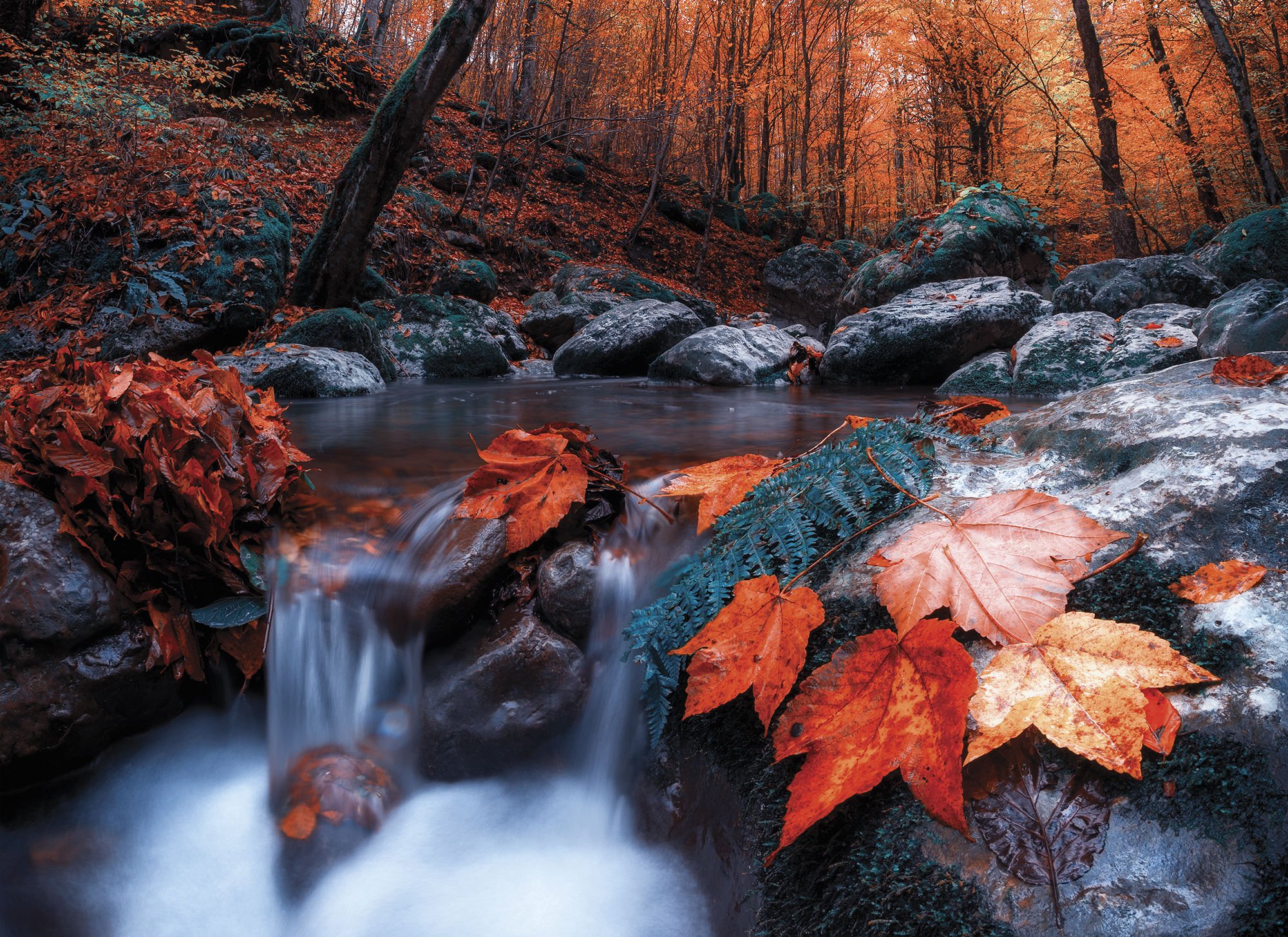 Un Festival di colore di caduta
