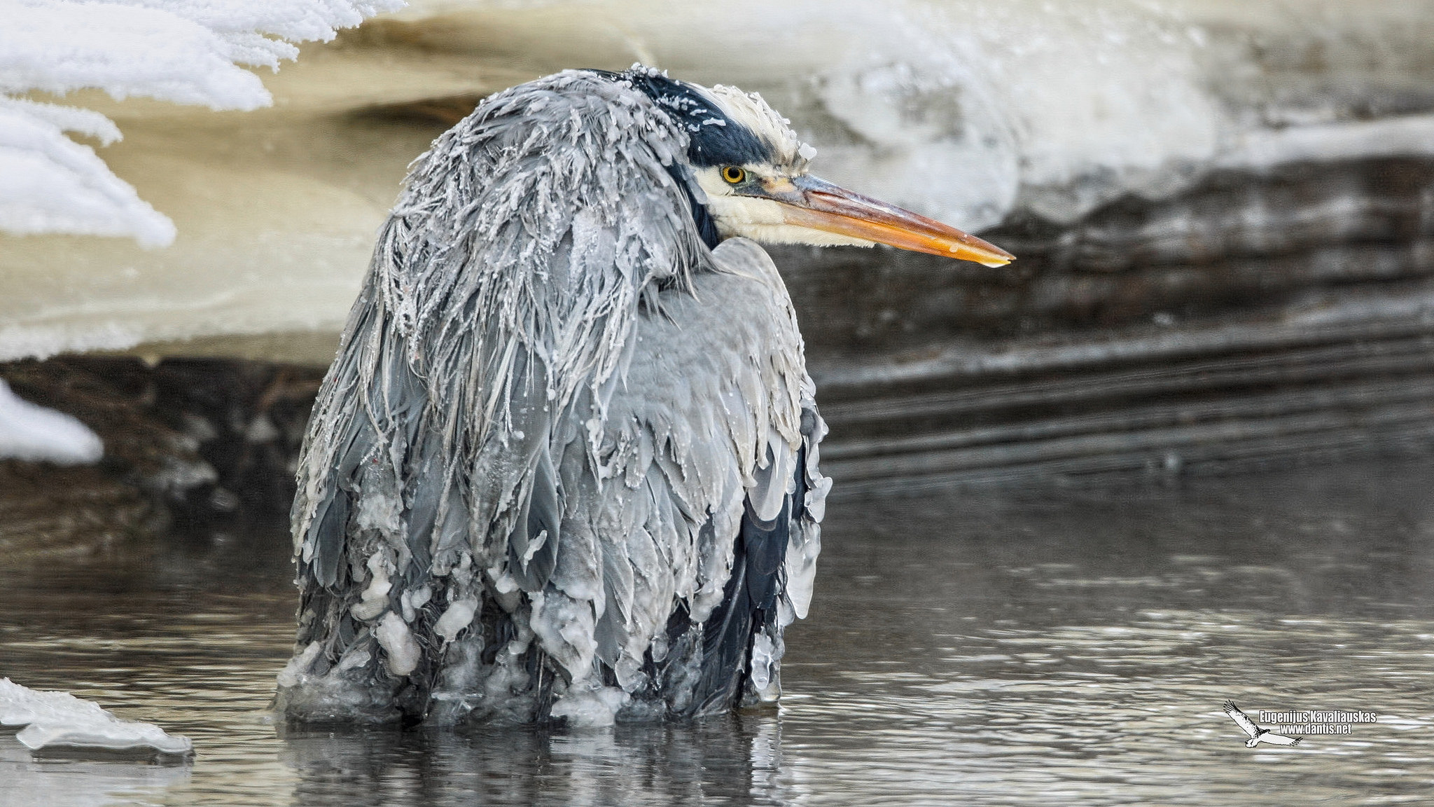 Airone cenerino (Ardea cinerea)