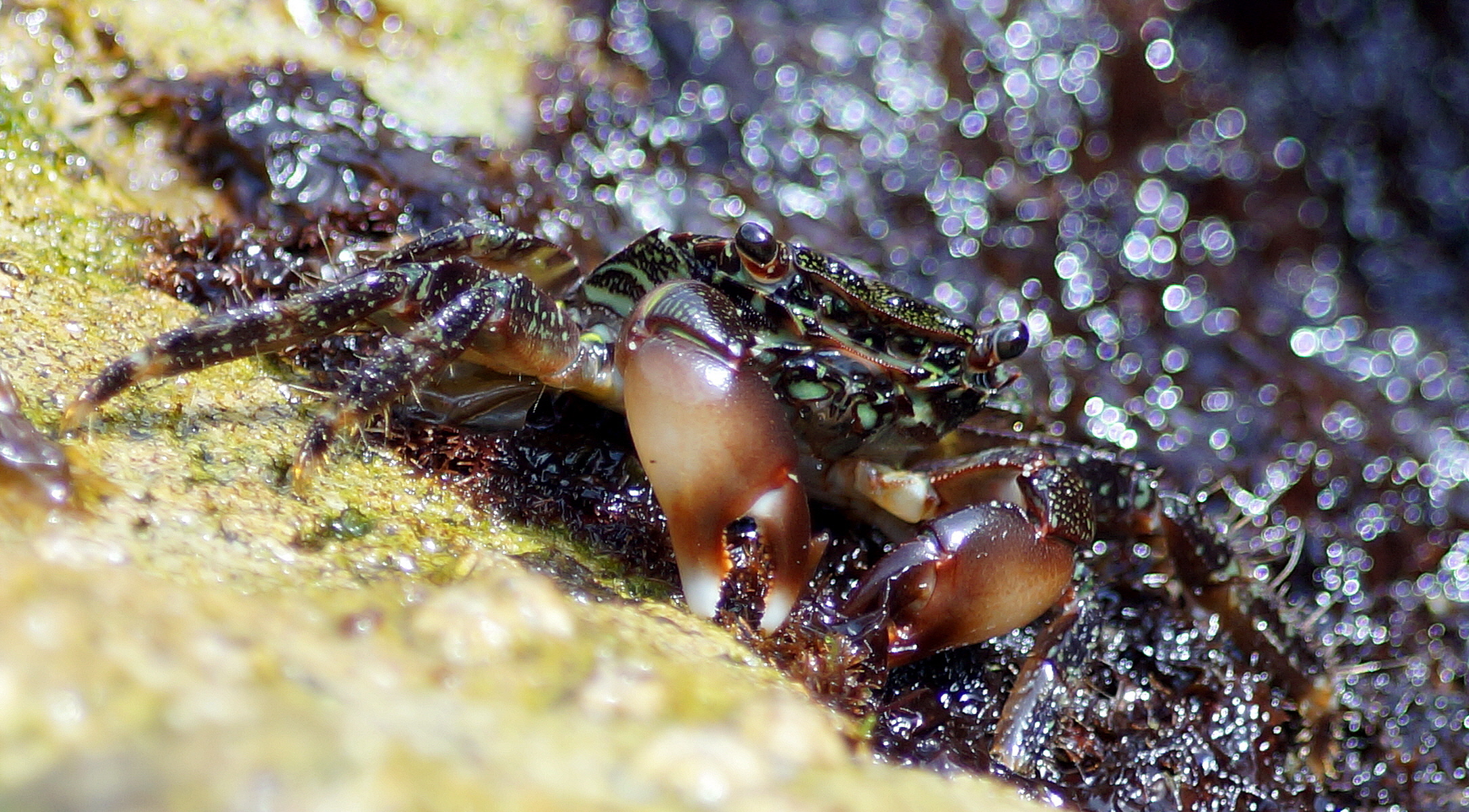 Oggi ho preso un granchio!