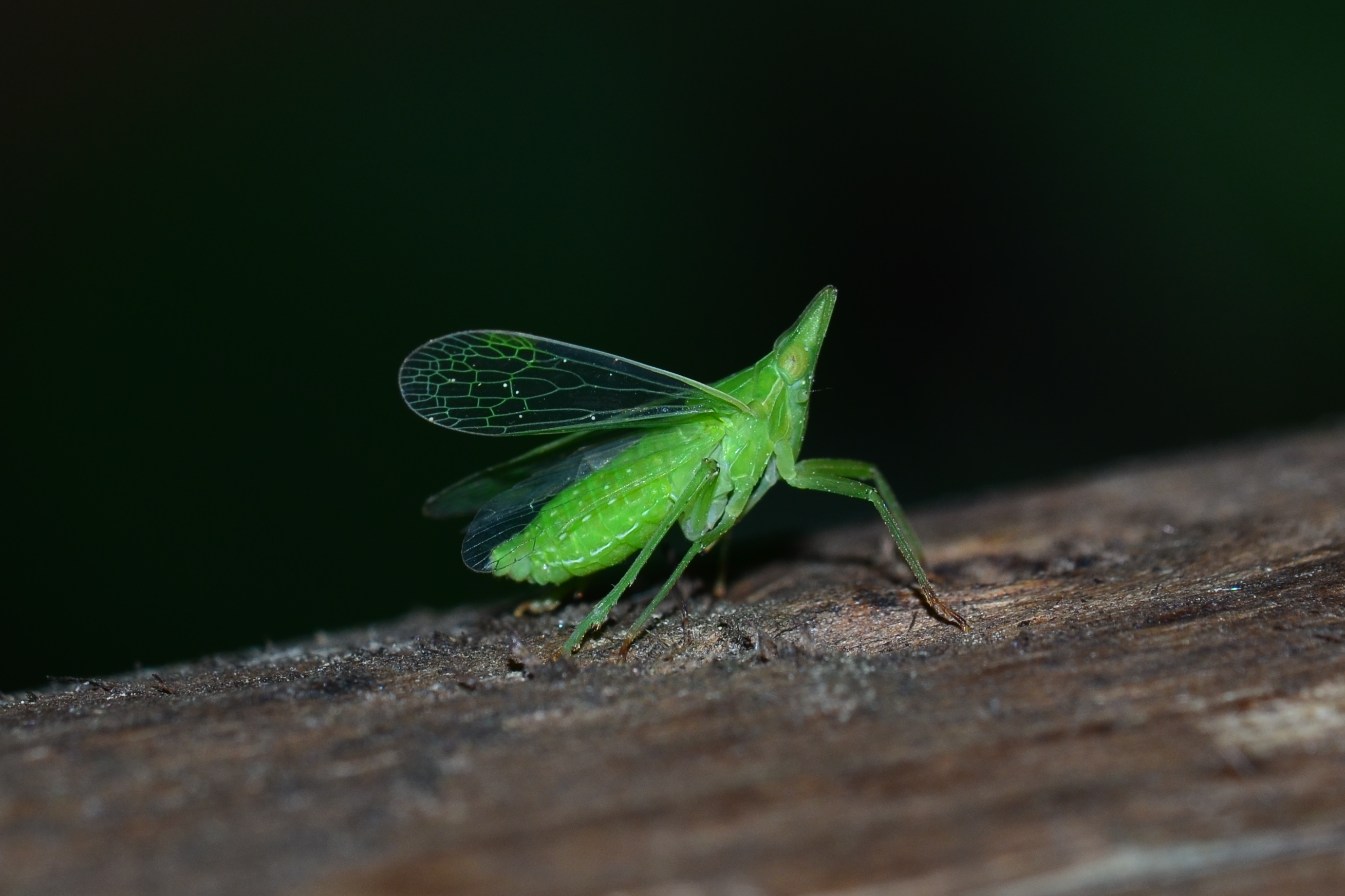 Dictyophara europaea