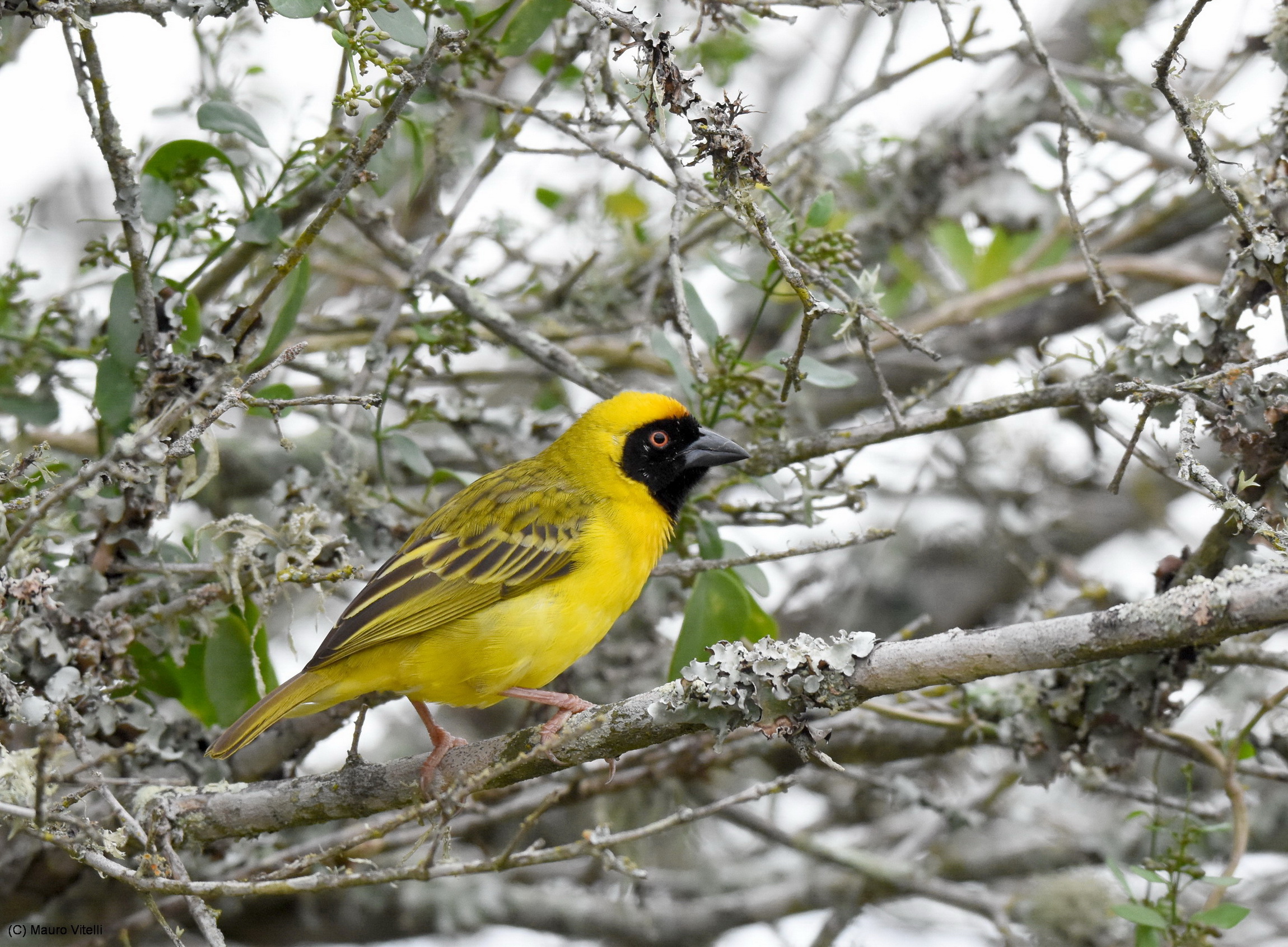 Southern Masked Weaver (Ploceus velatus)