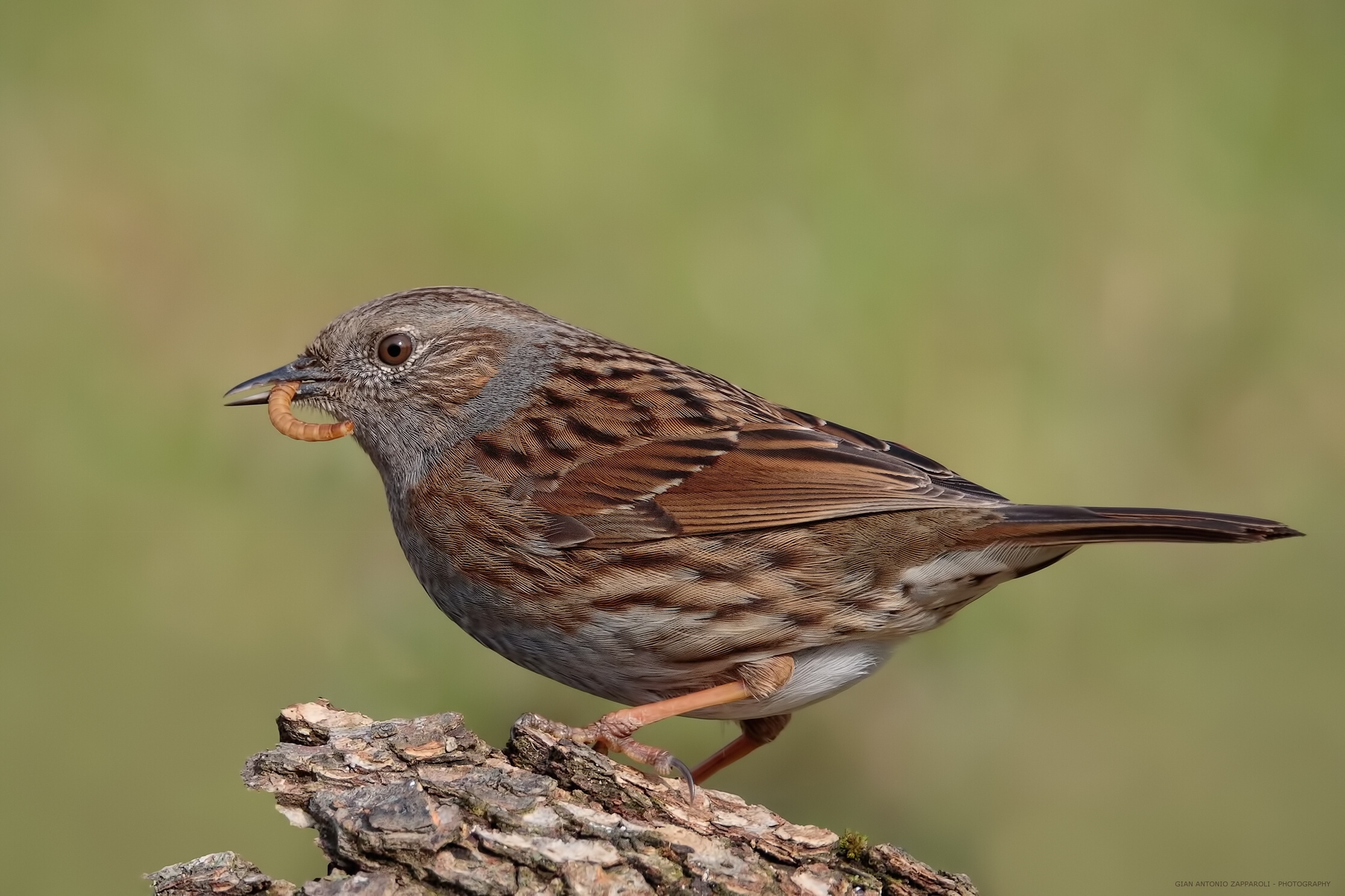 Dunnock (Prunella modularis)