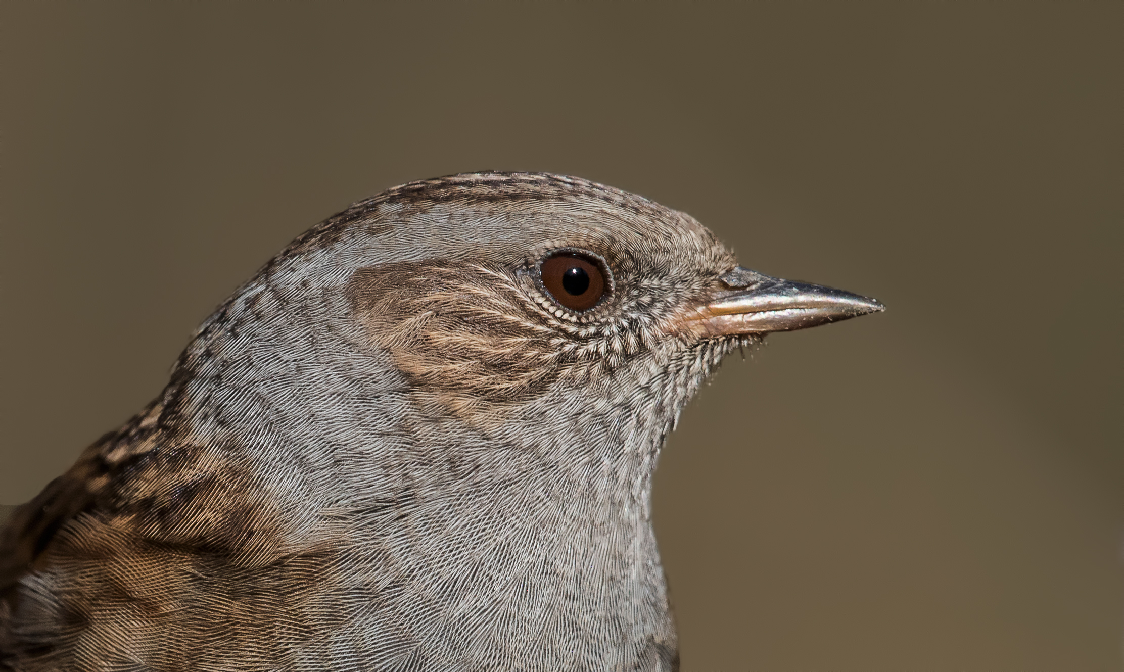 Dunnock