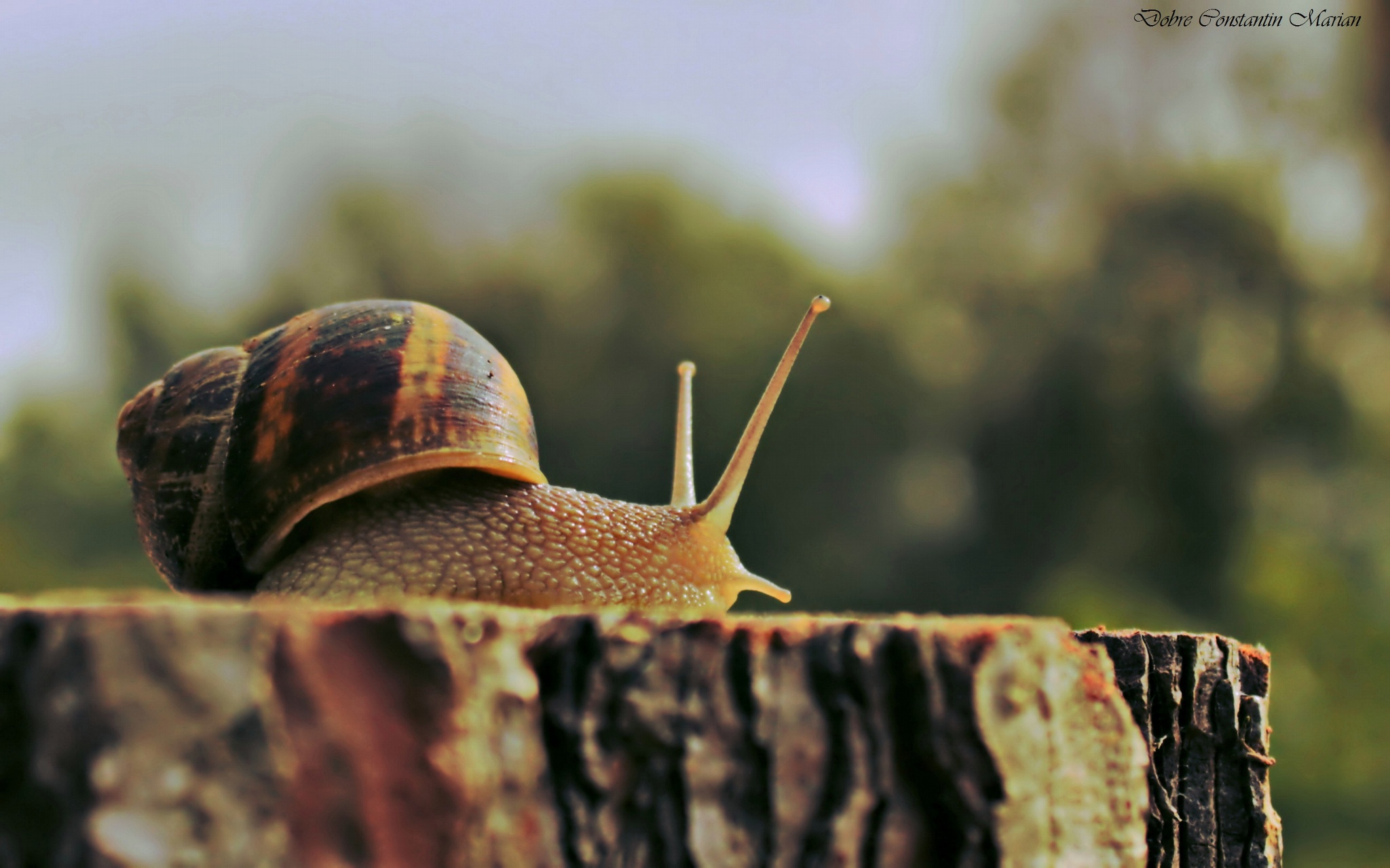 Snail