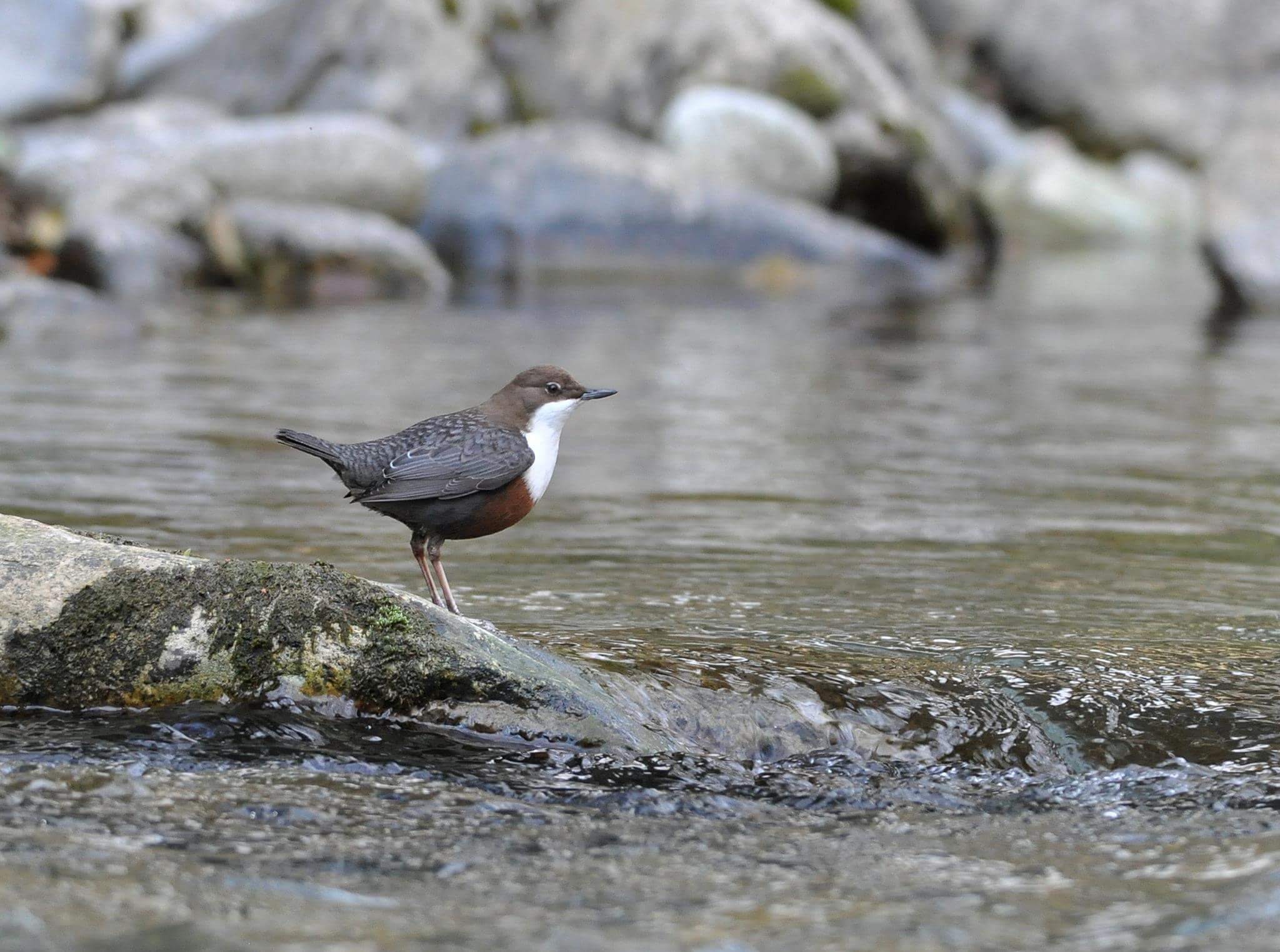 L'acquaiolo oggi è pensieroso...
