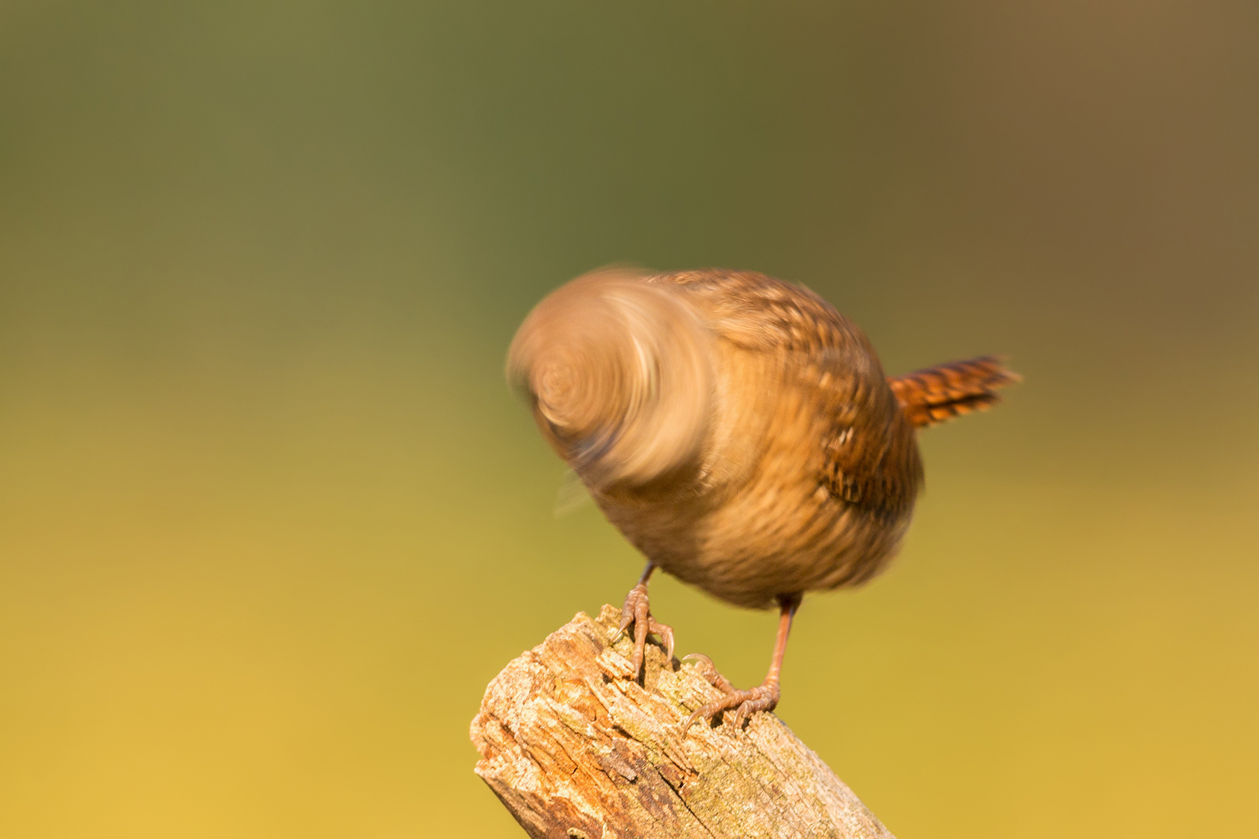 twister wren