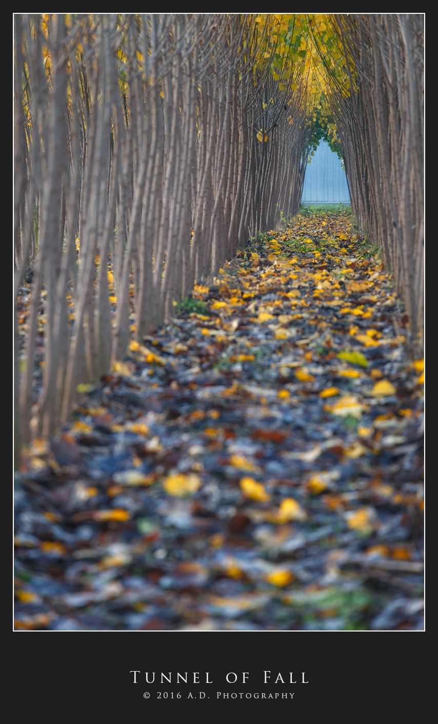 Tunnel of Fall