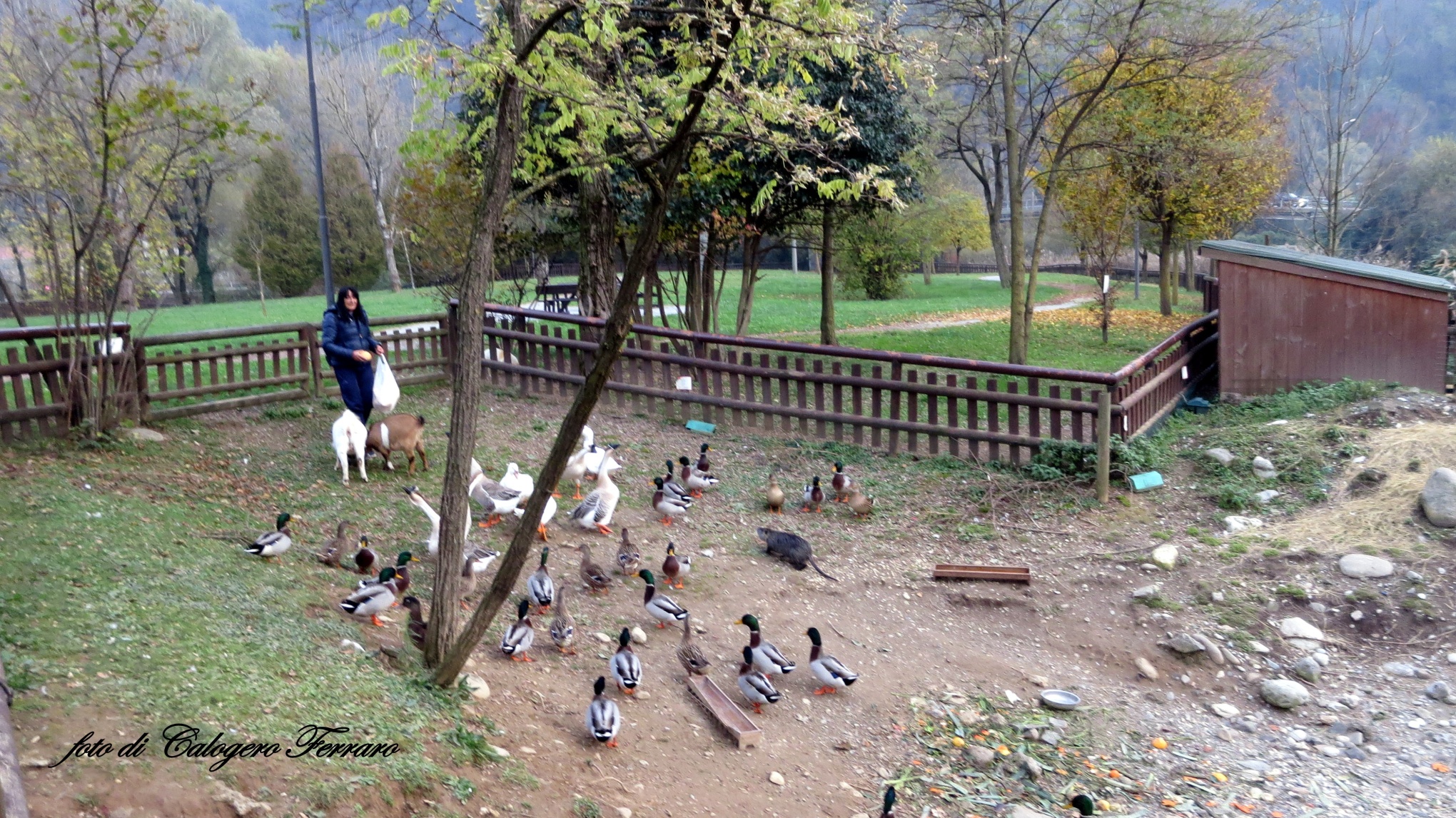 Come and eat ducks & company