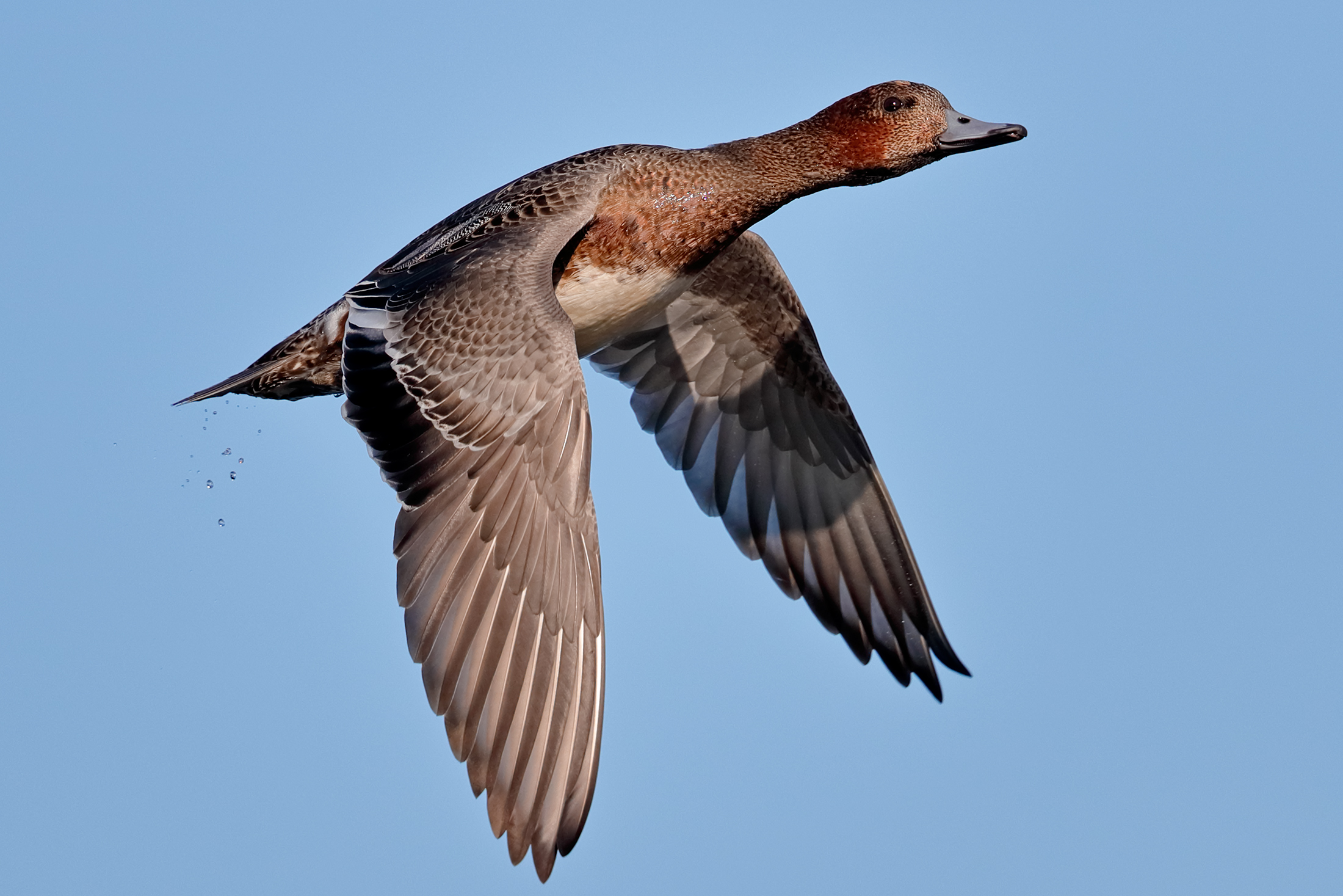 Giovane fischione in volo