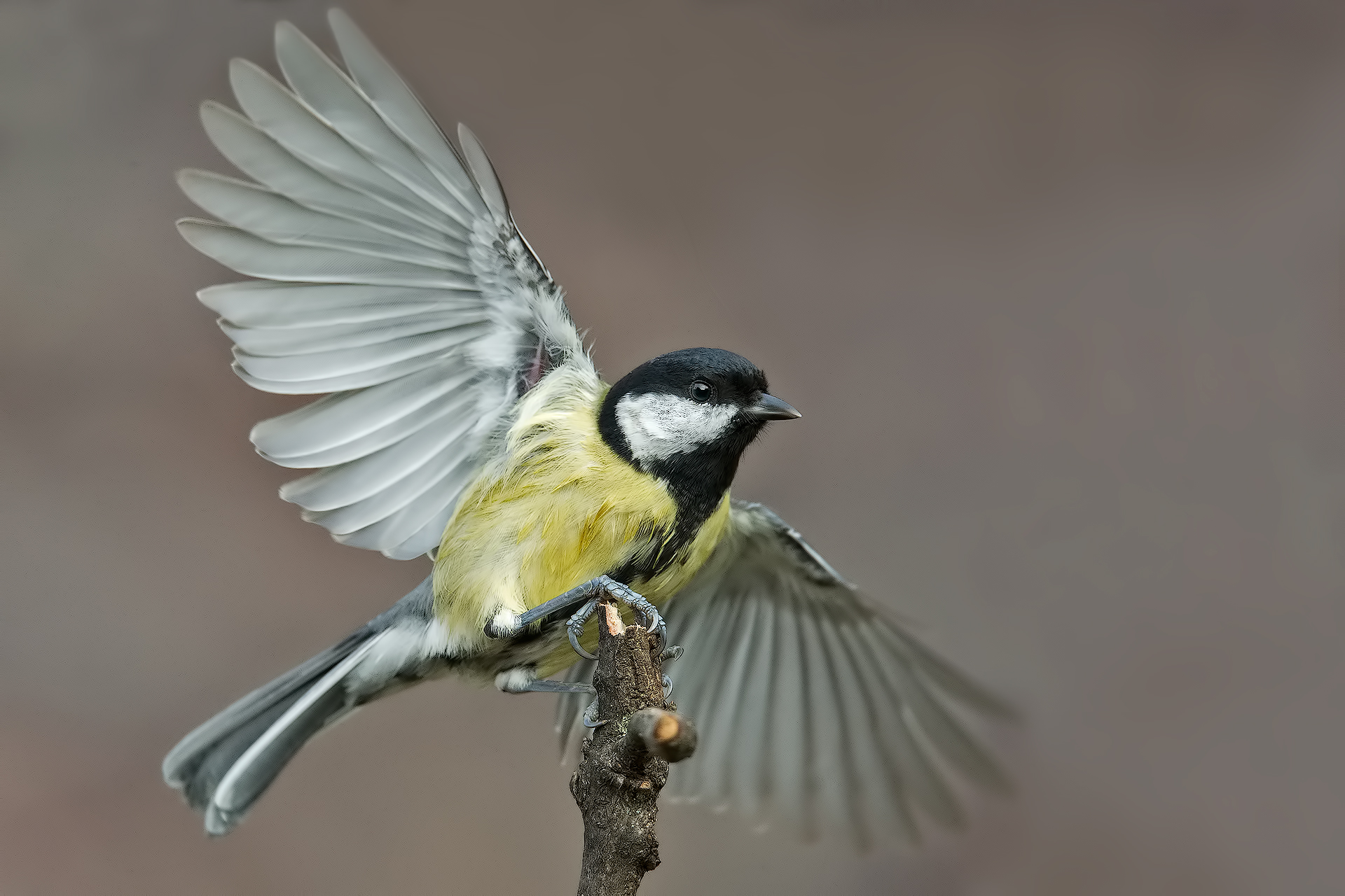 Landing Cinciallegra