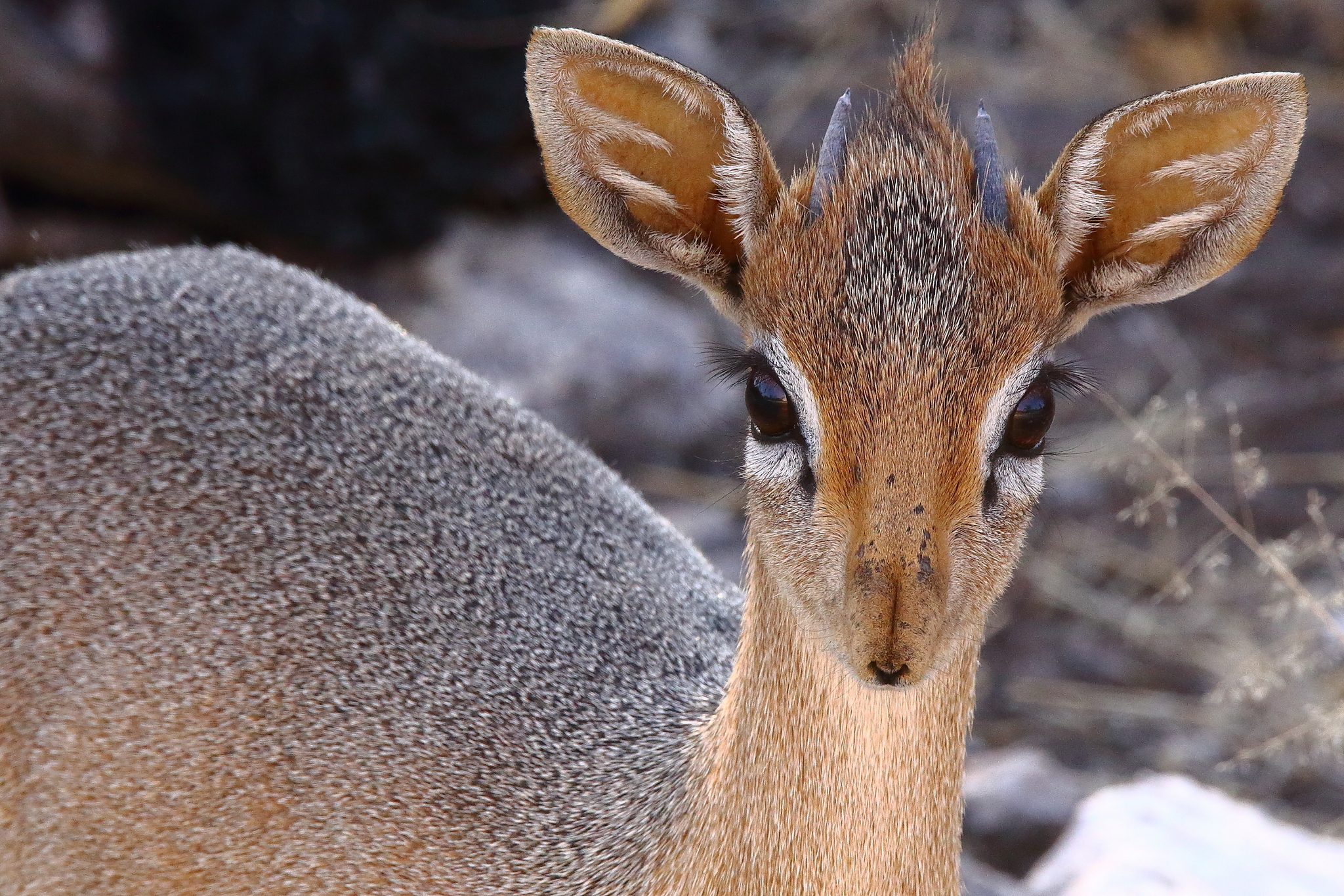 Dik-dik