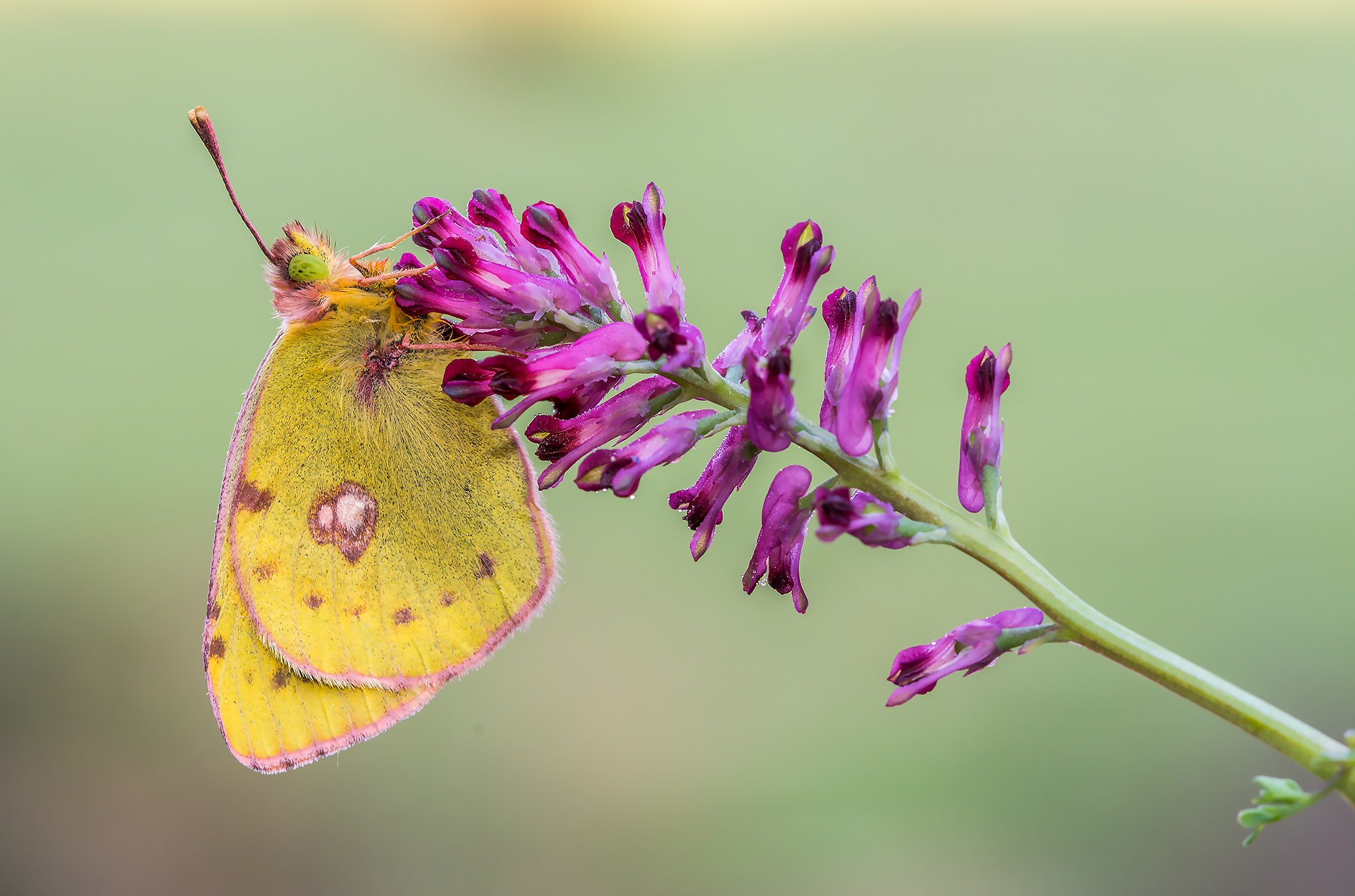 Colias crocea