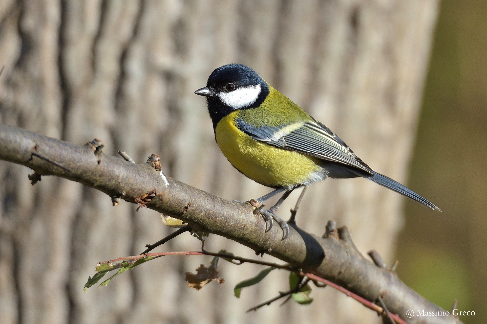 Cinciallegra (Parus major)