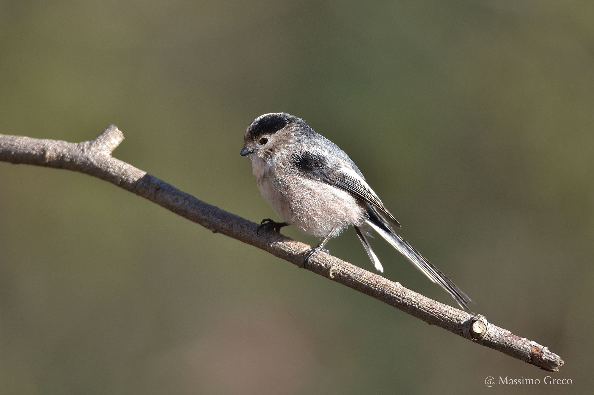 Long-tailed Tit (Aegithalos caudatus)