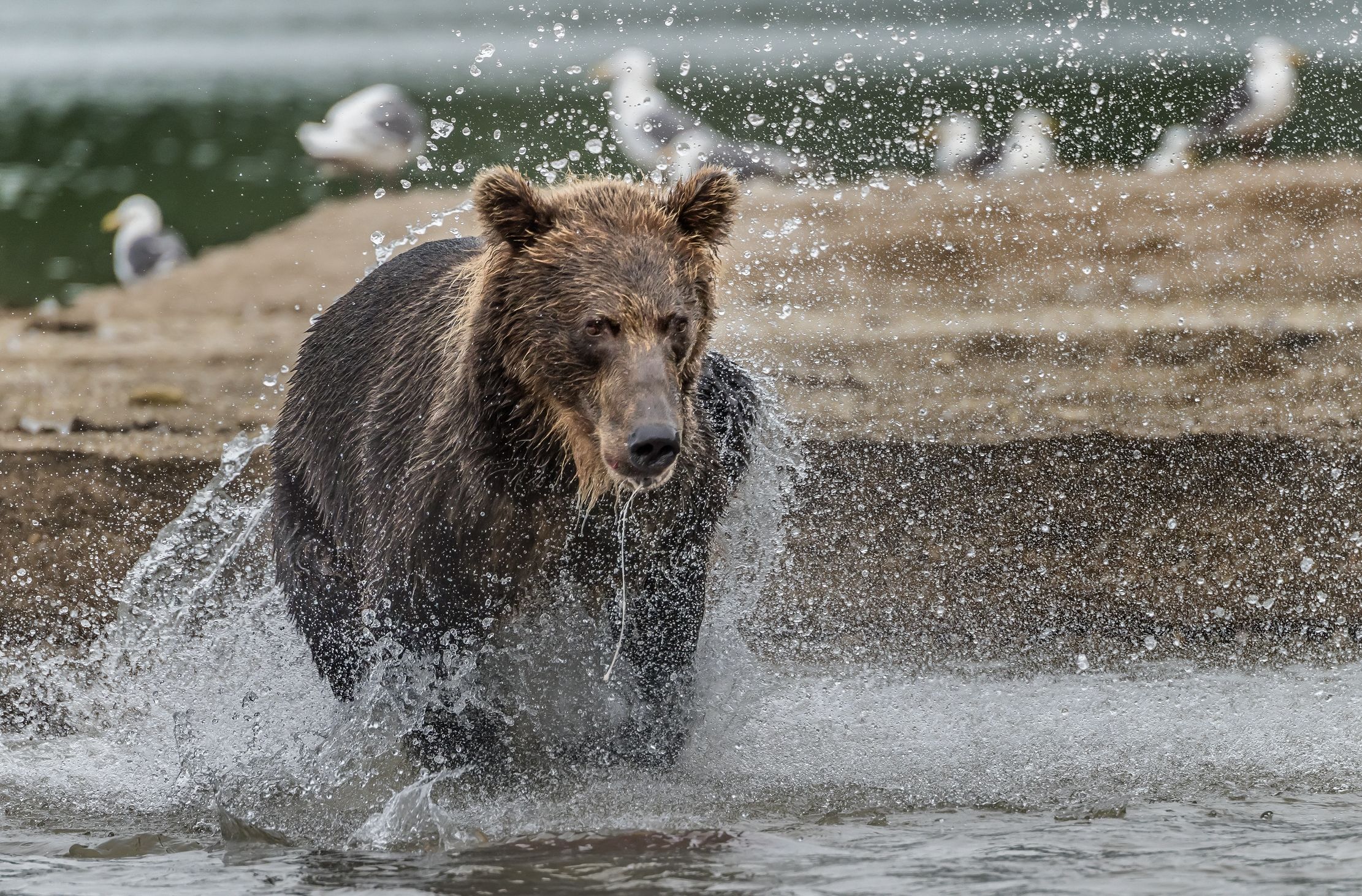Kamchatka 2016 - Corsa