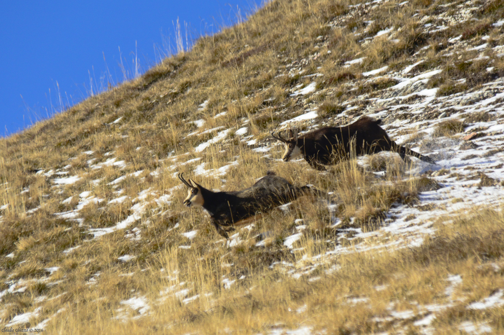 Driving out the rival