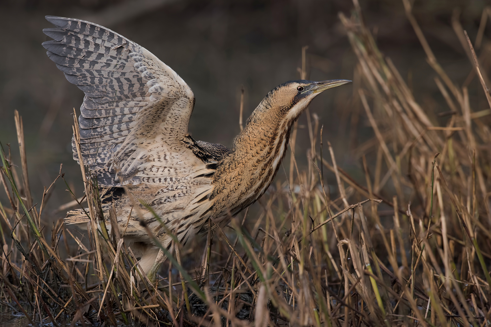 bittern