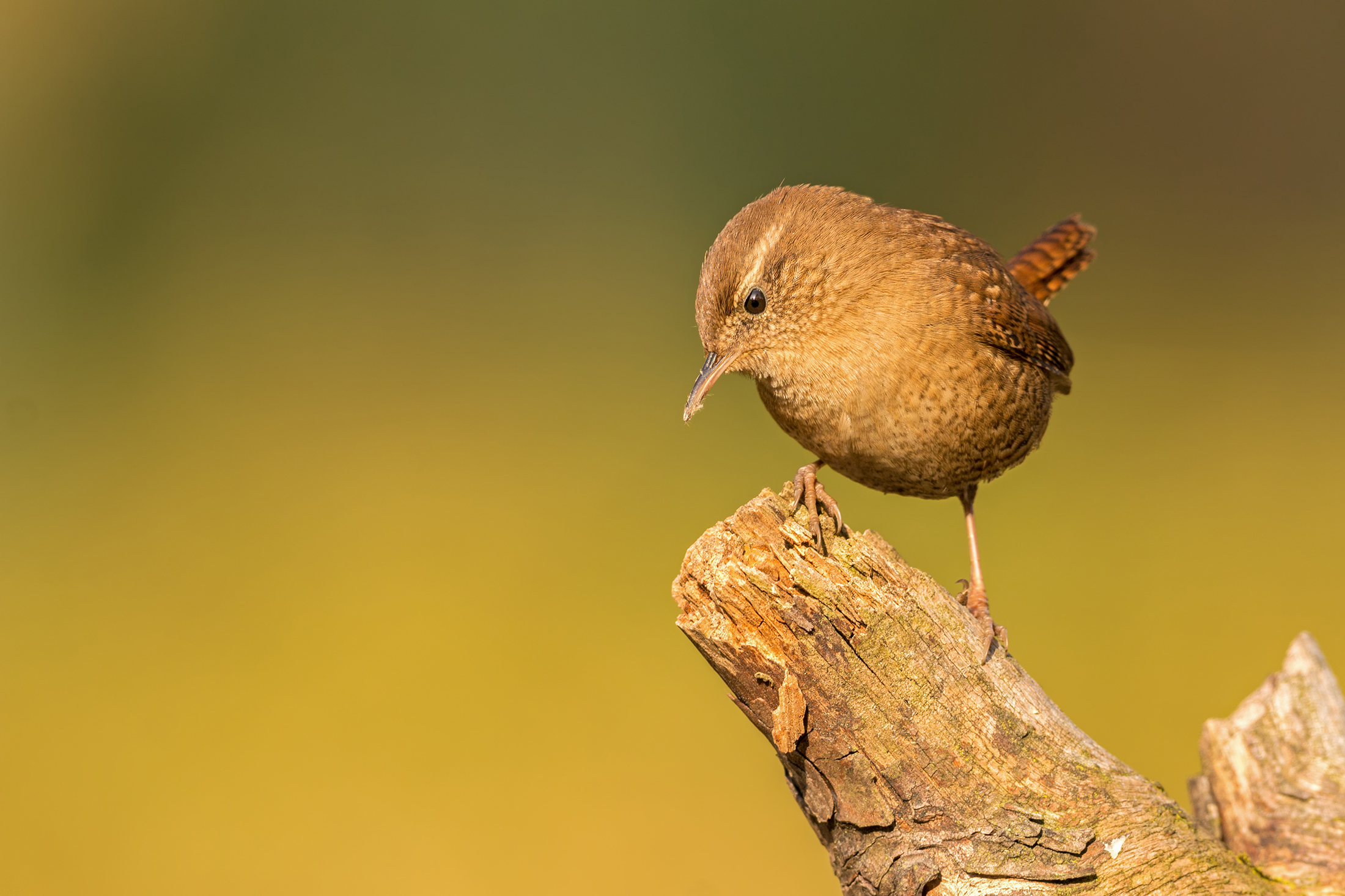 wren majestic