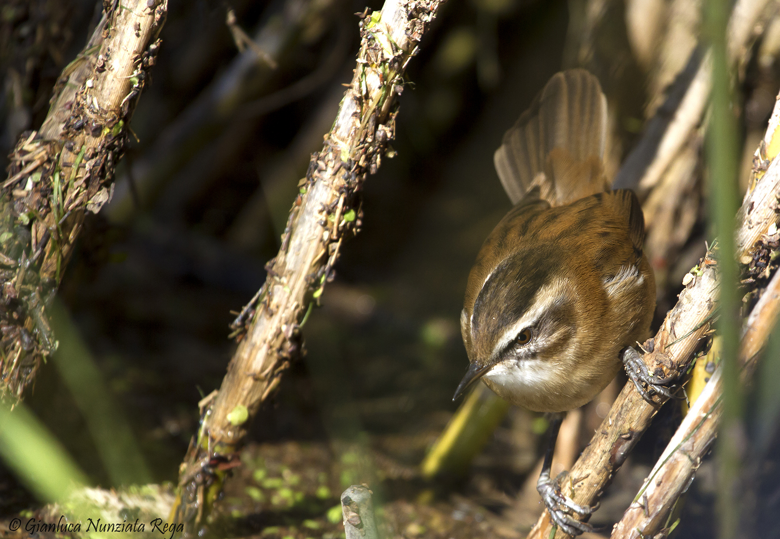 moustached warbler