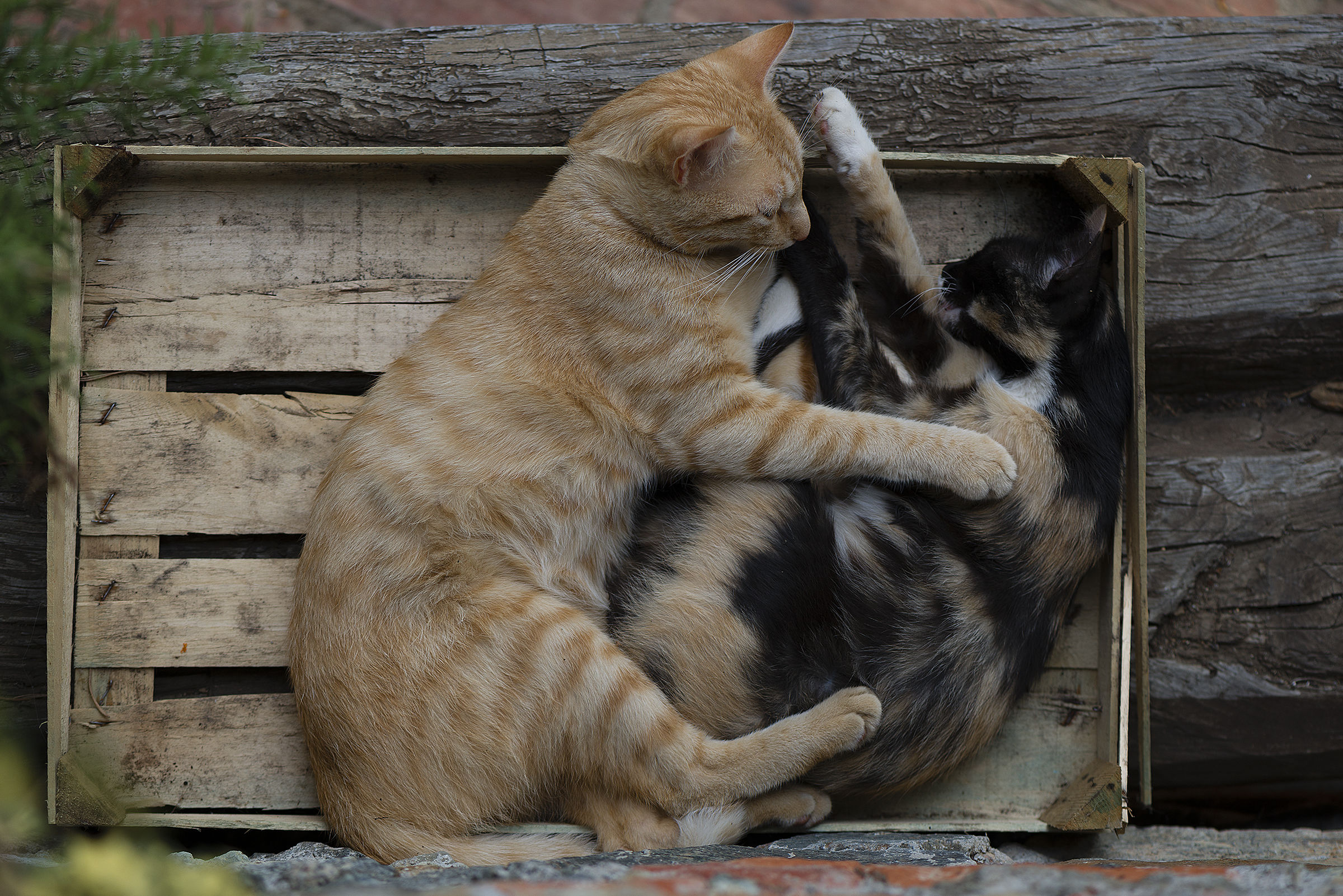 Wooden box with cats
