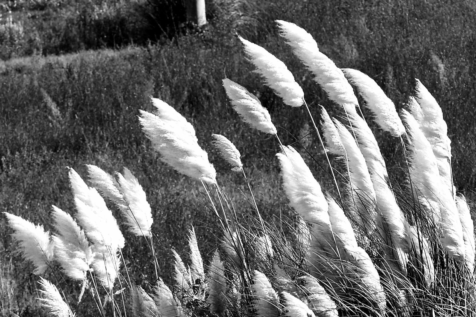 reeds in the wind