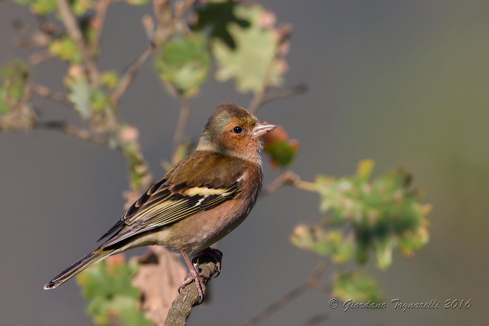 Chaffinch M