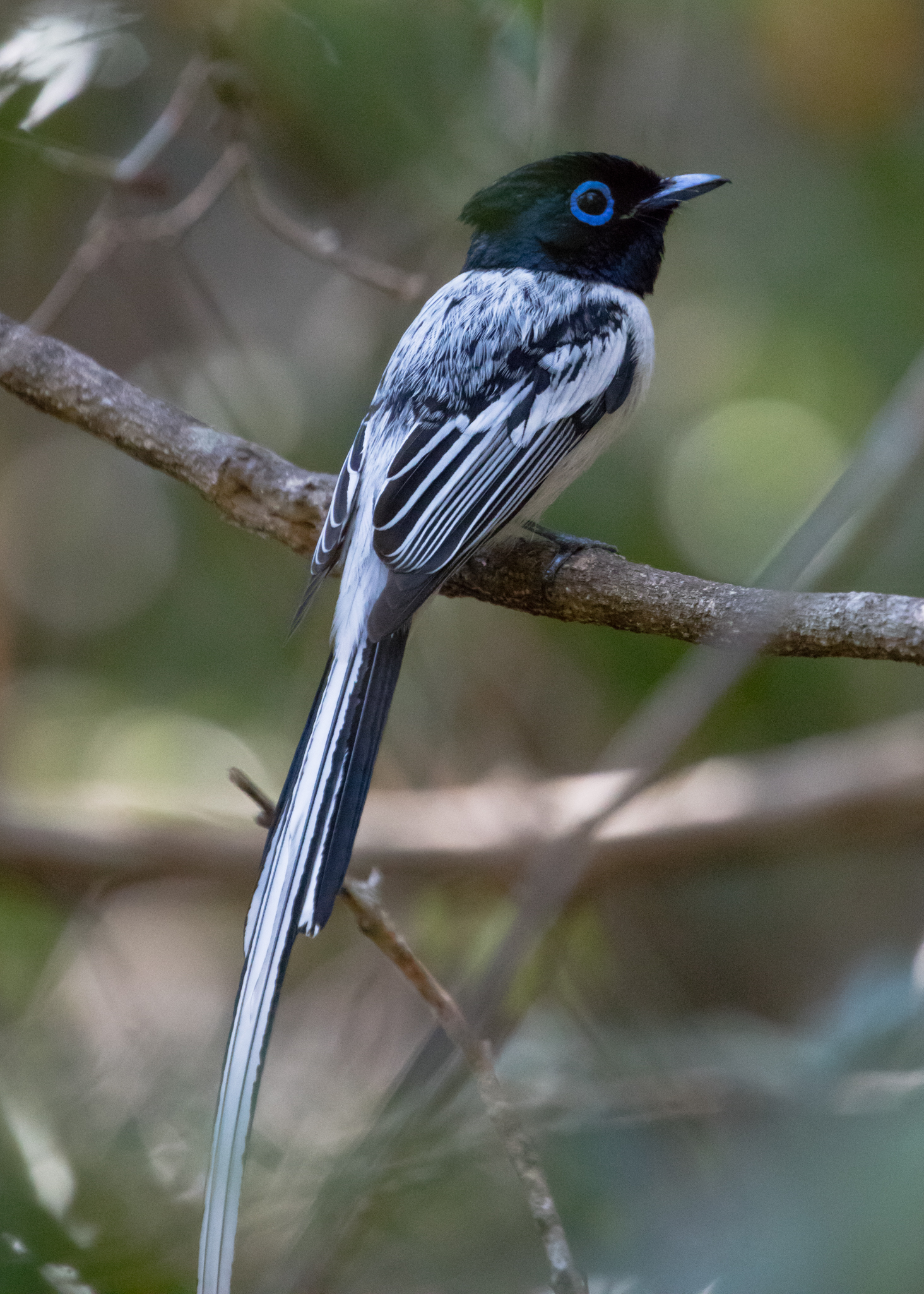Paradise flycatchers