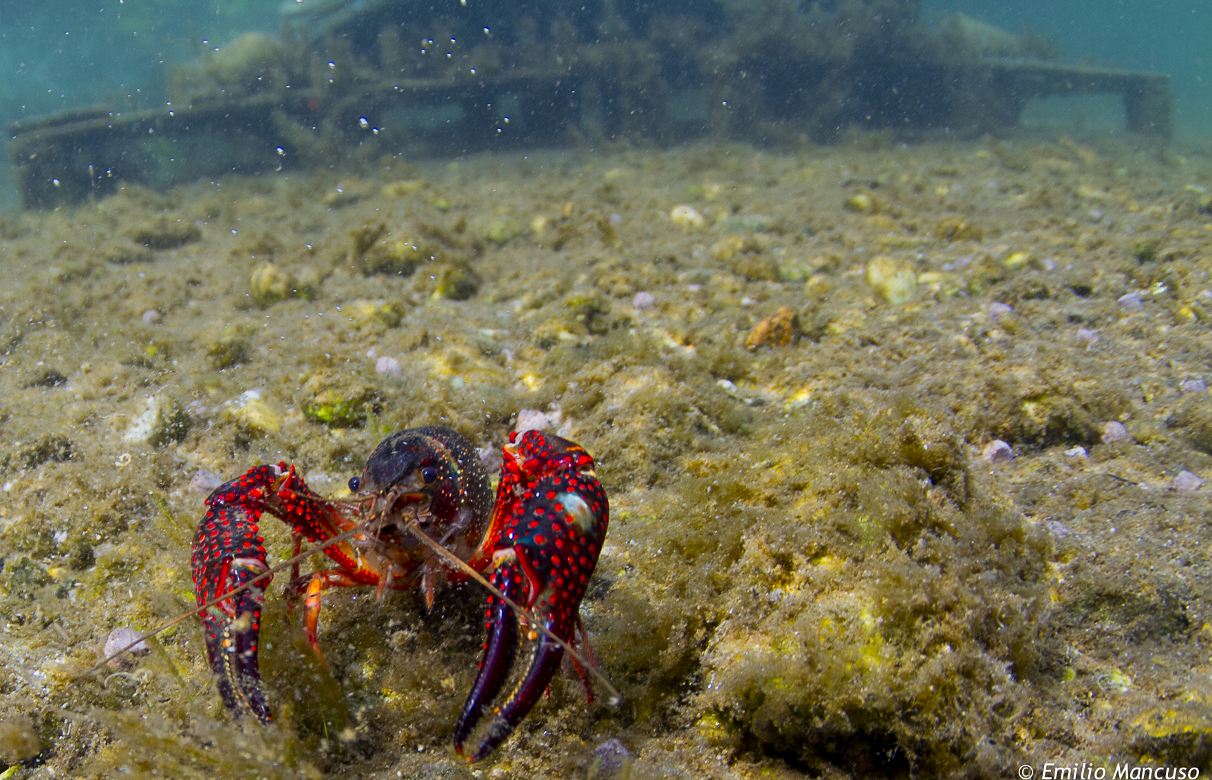aliens in fresh water
