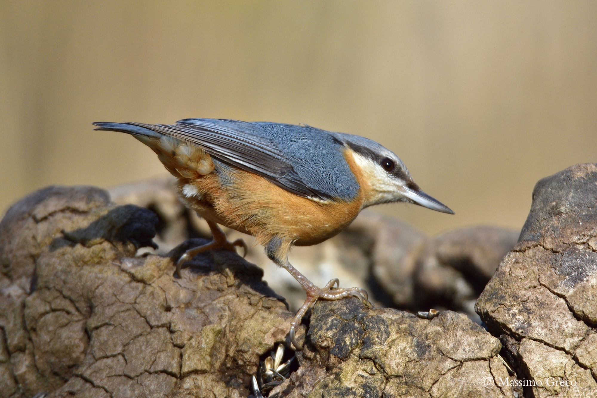 Nuthatch (Sitta europaea)