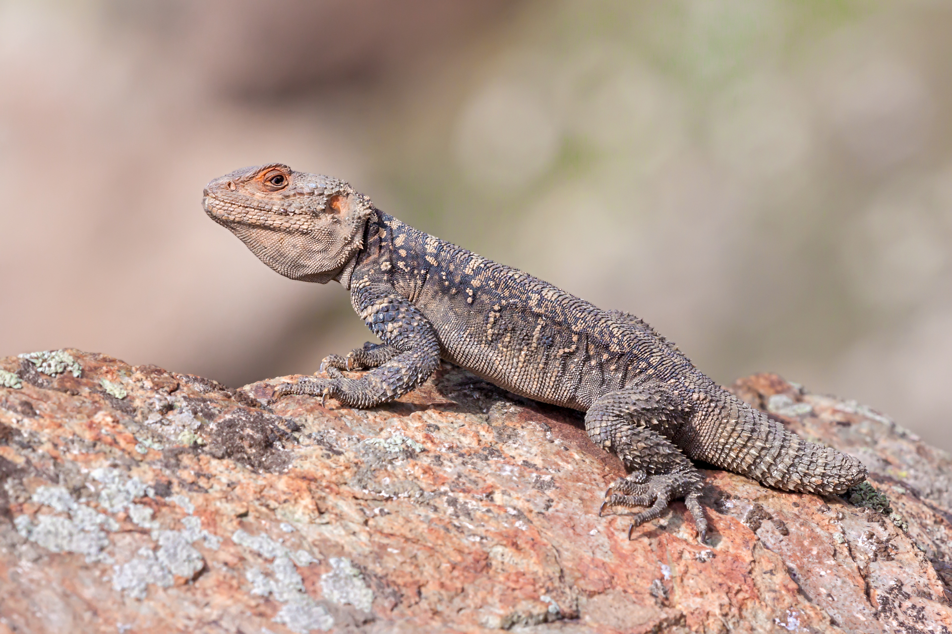 Caucasian Agama