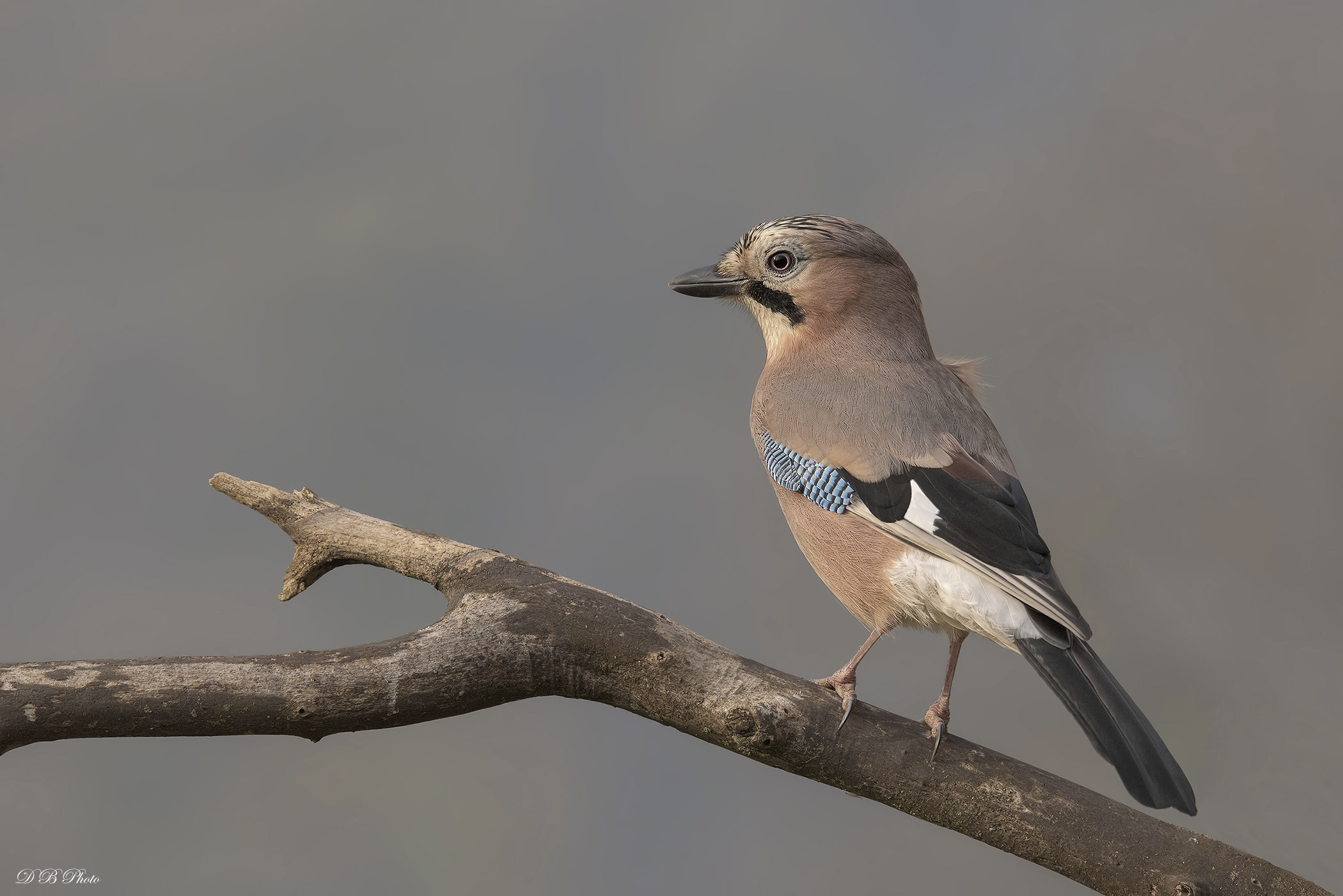 Ghiandaia - Garrulus glandarius.
