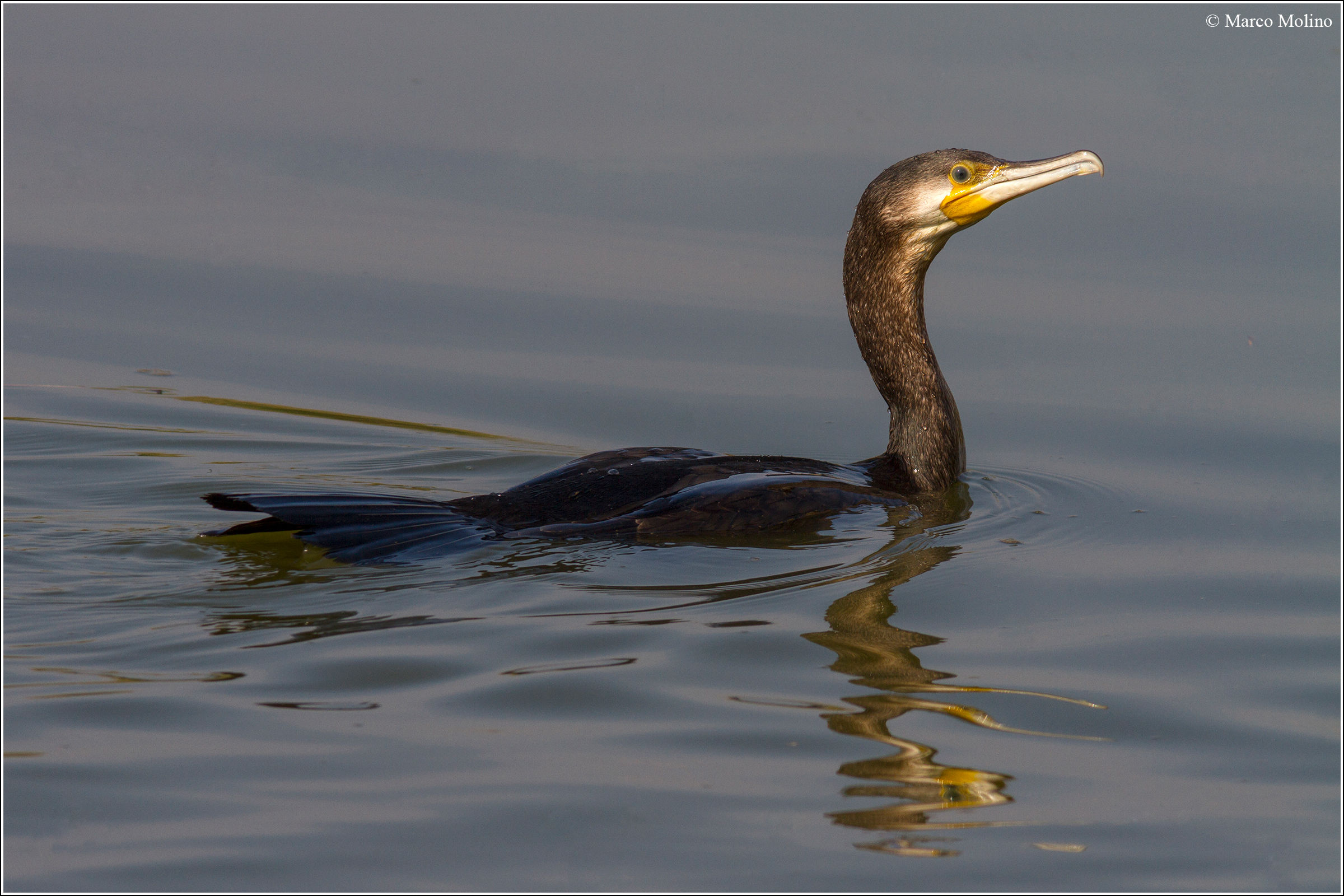 Phalacrocorax carbo - Cormorano