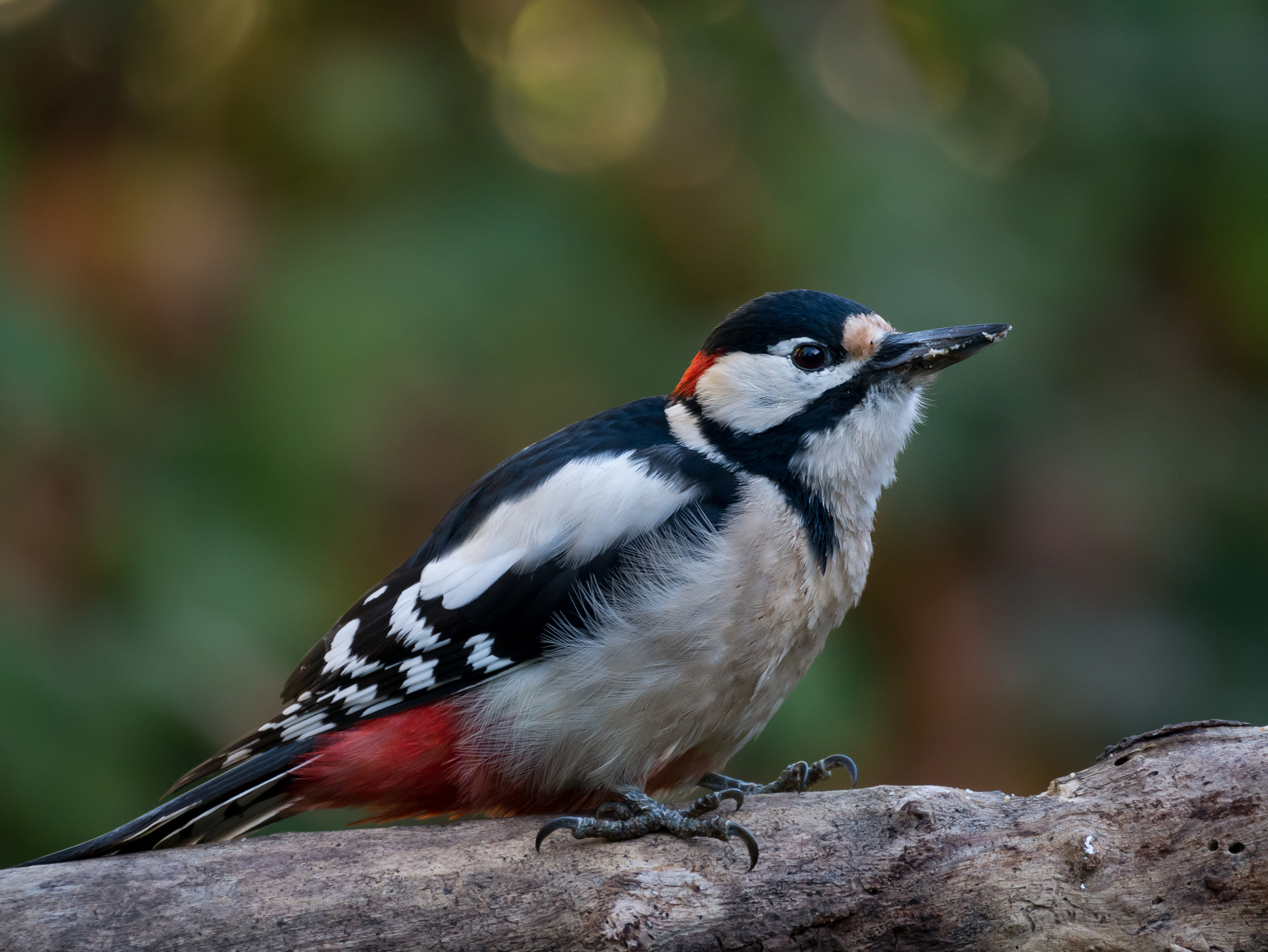 Spotted Woodpecker (Male)