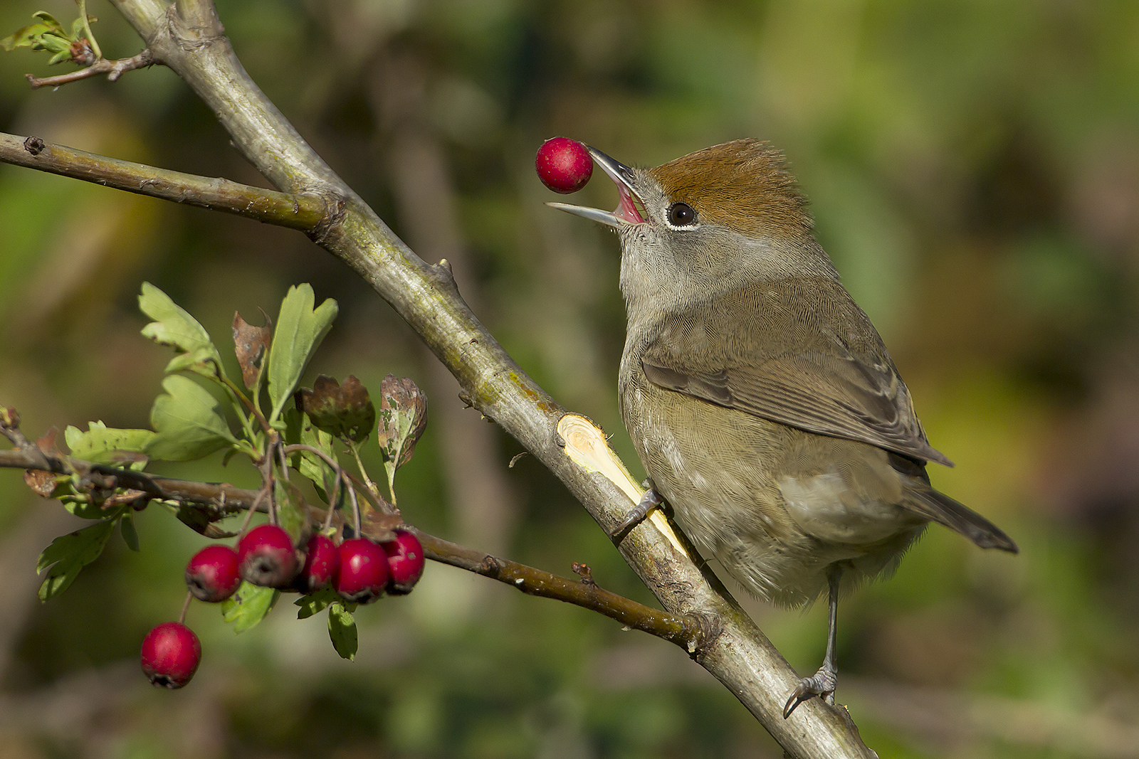 female blackcap