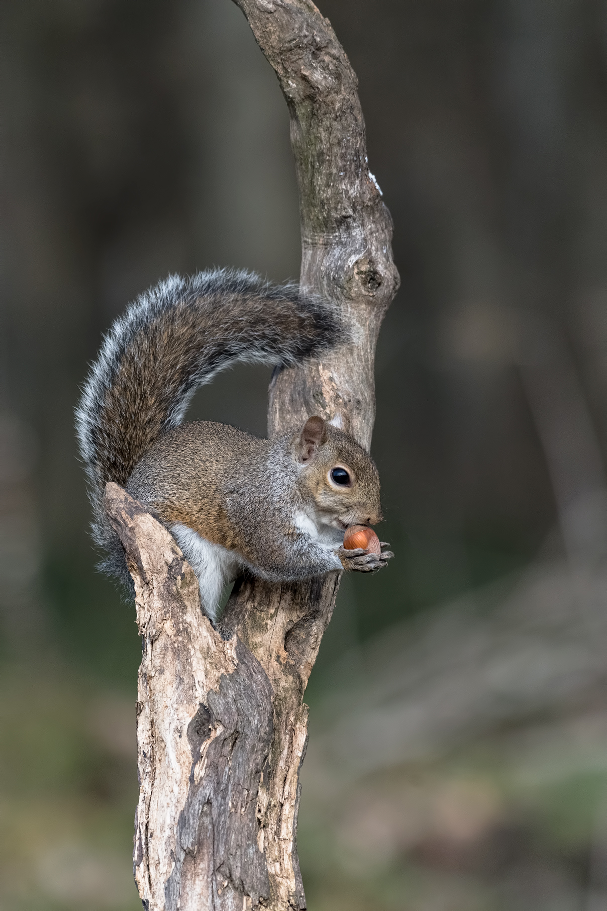 Lunchtime - squirrel