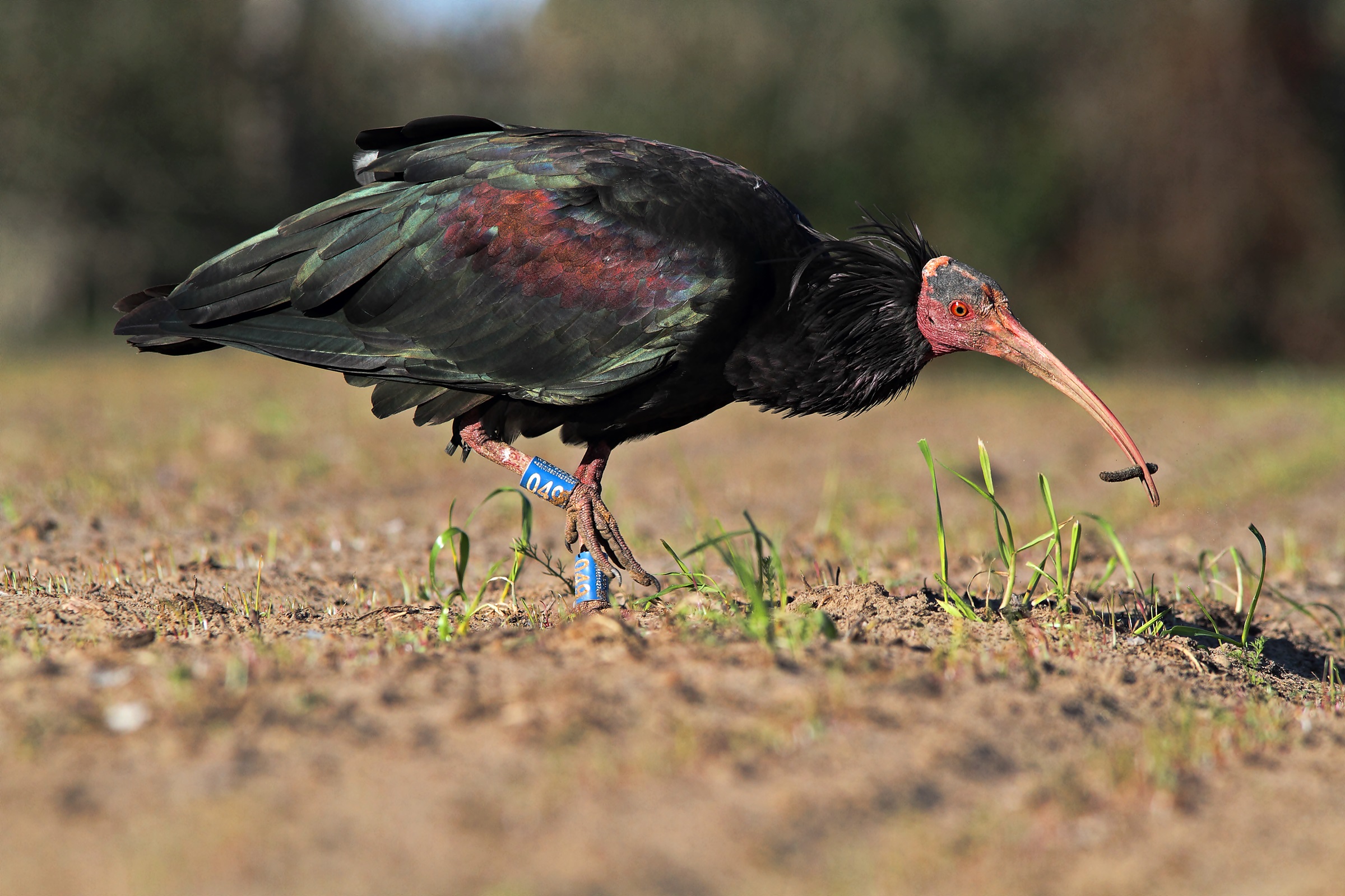 Hermit Ibis