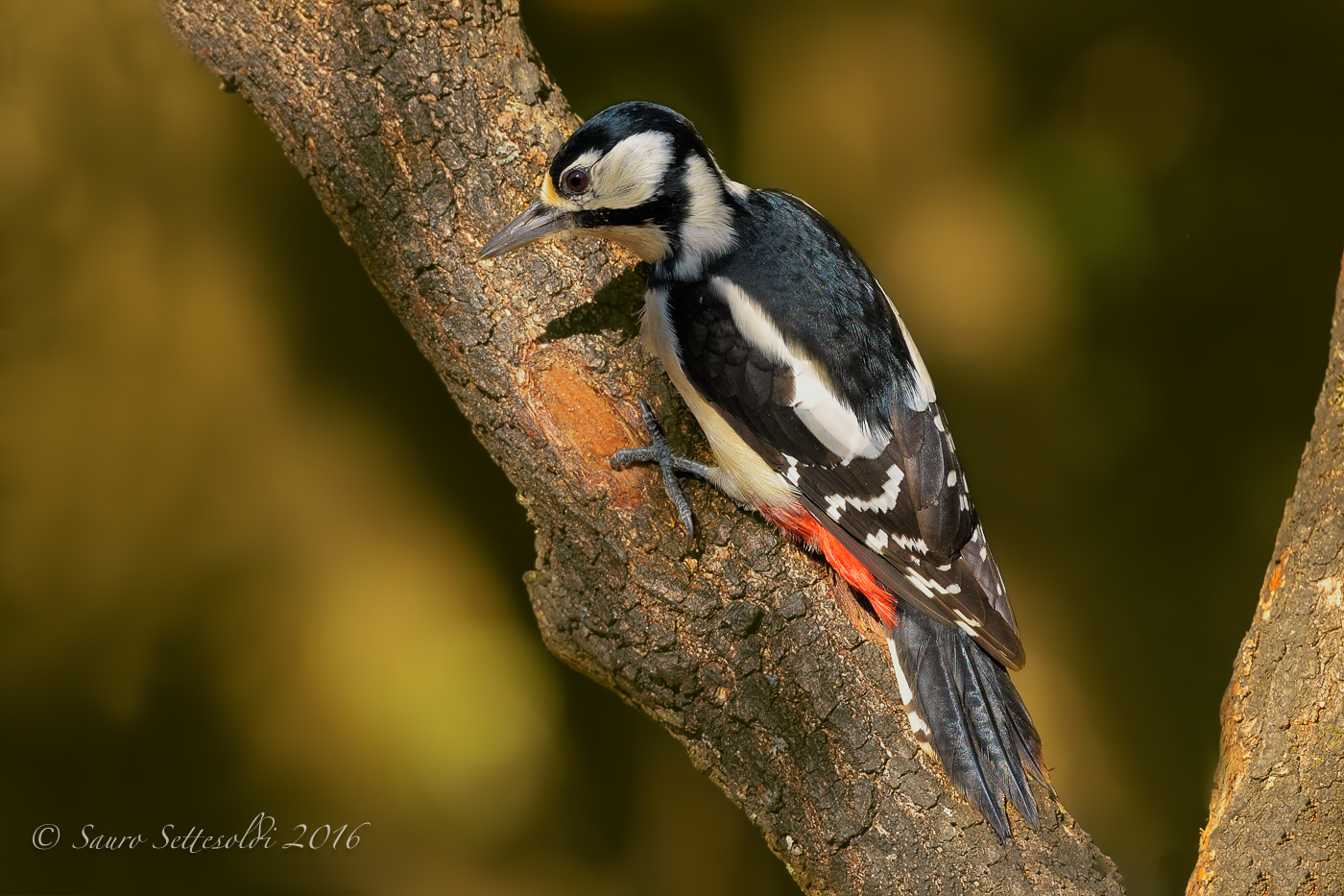 Spotted Woodpecker Female
