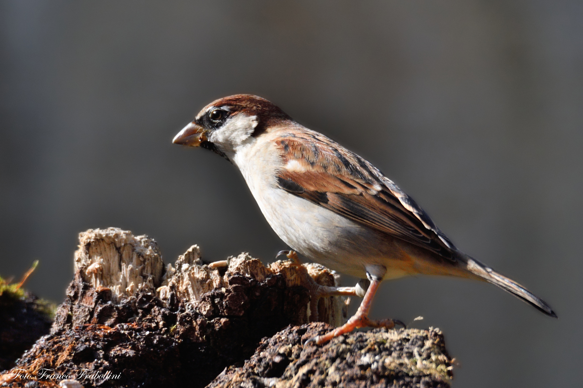 Passera of Italy male