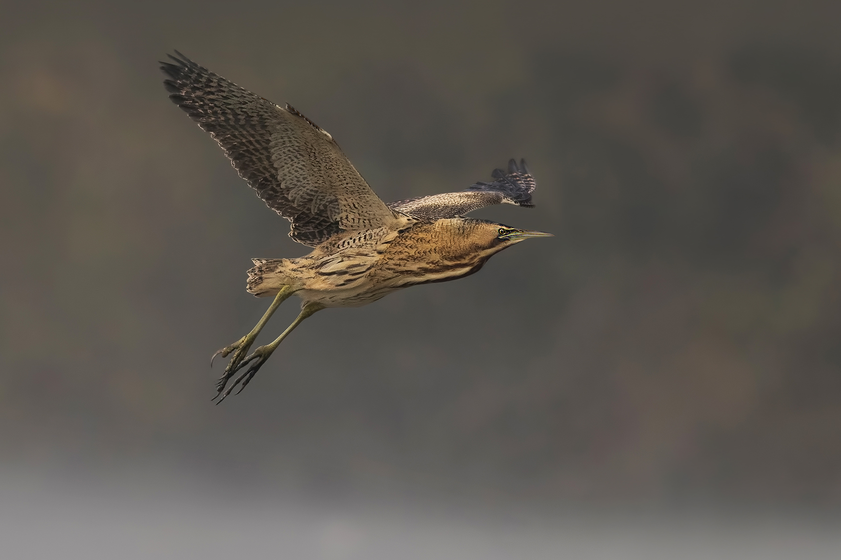 bittern by fog