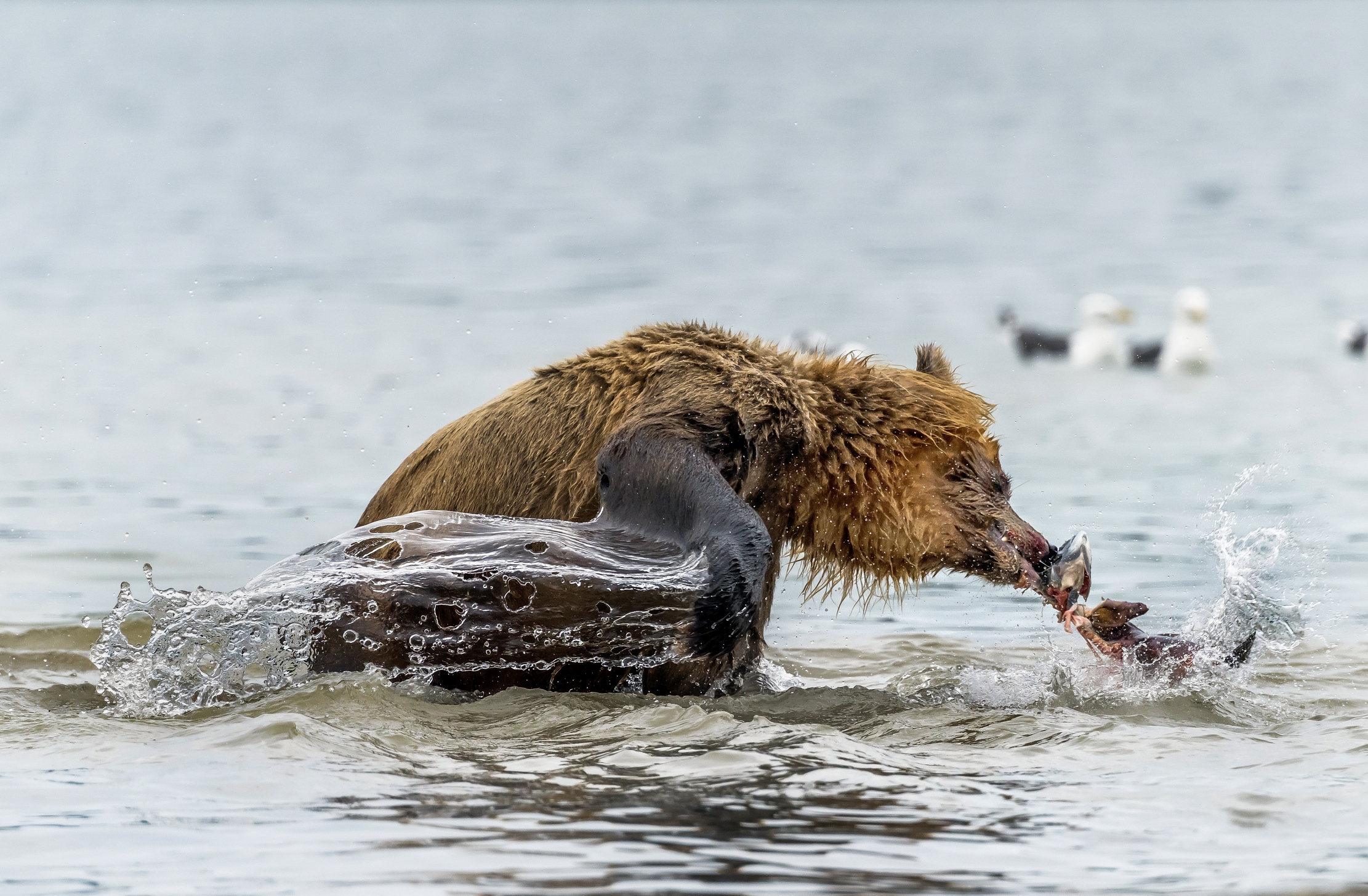 Kamchatka 2016 - Fishing