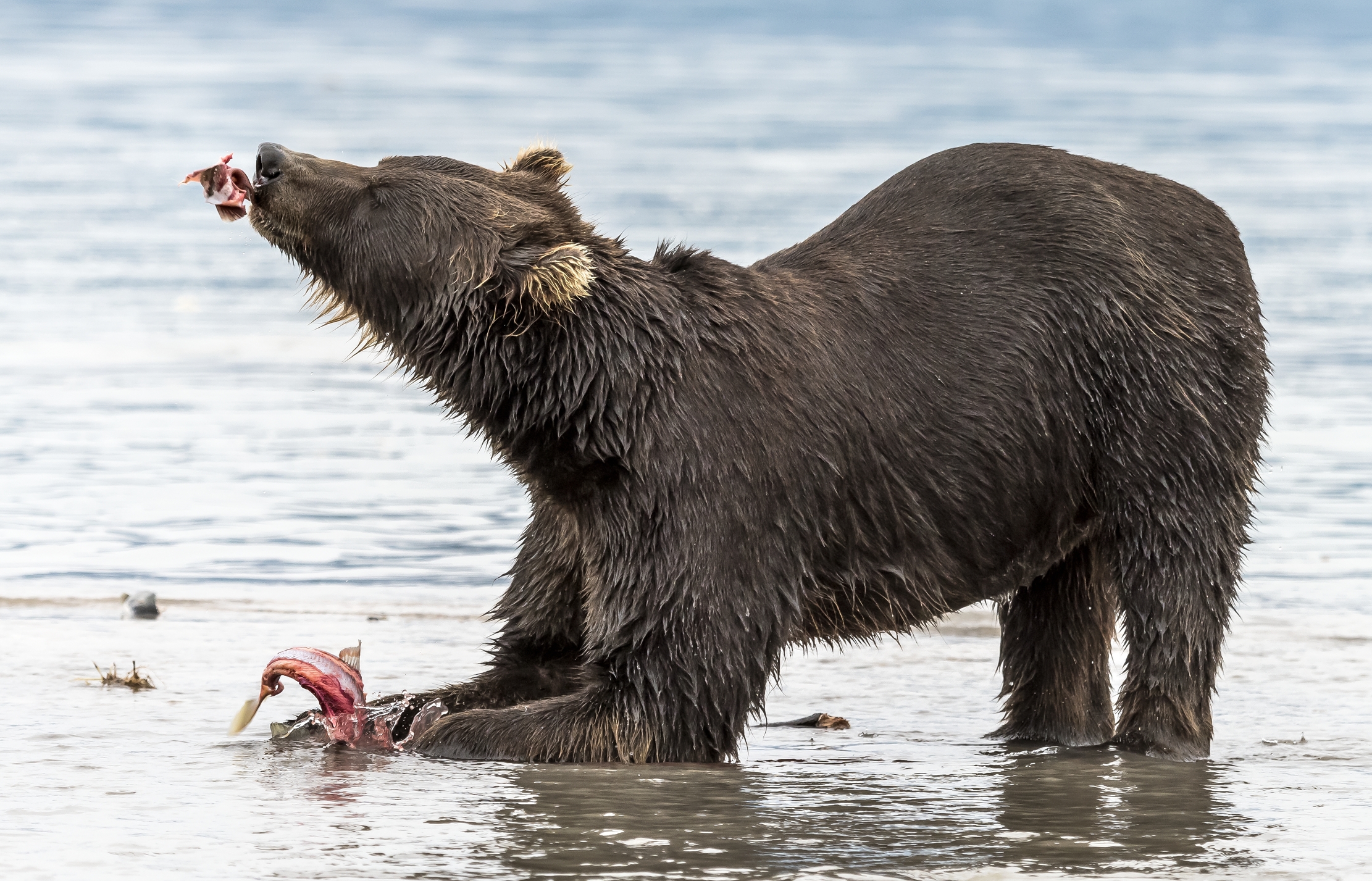 Kamchatka 2016 - Merenda