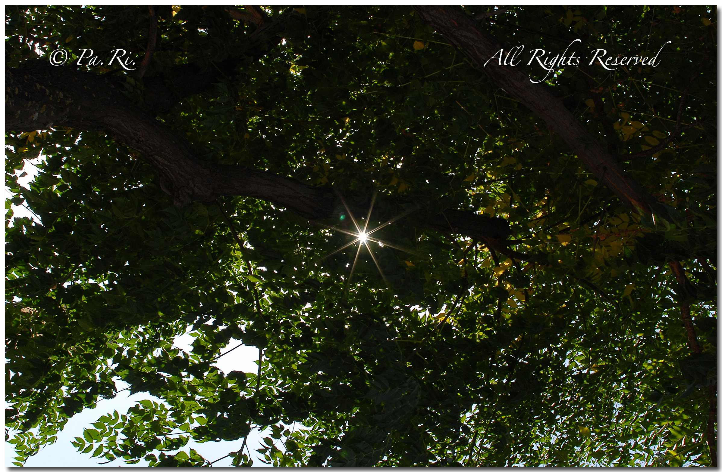 Una stellina tra le foglie.