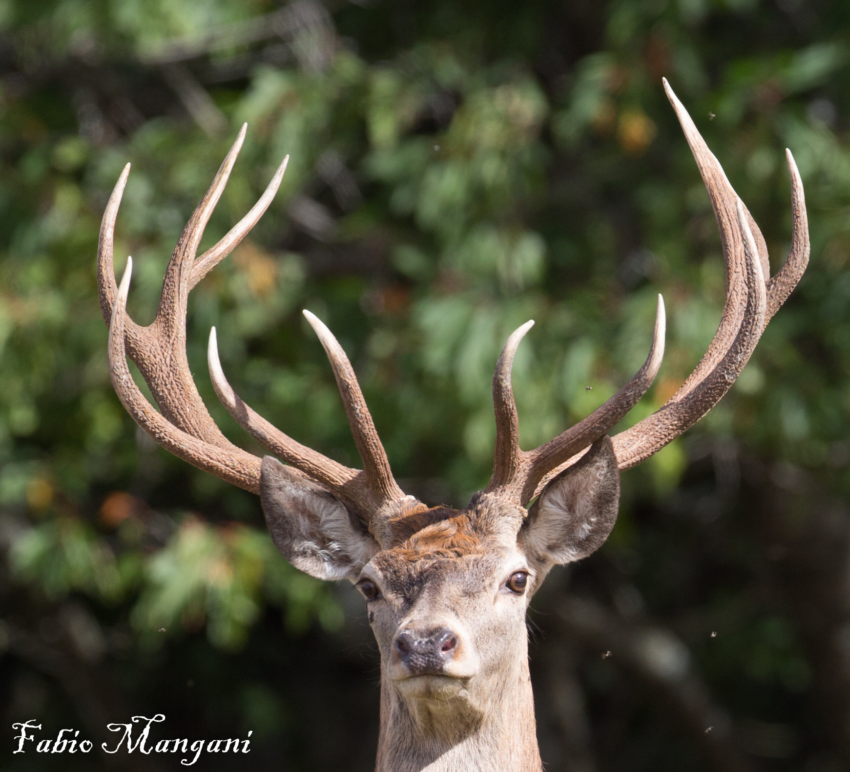 Primo piano di Cervo
