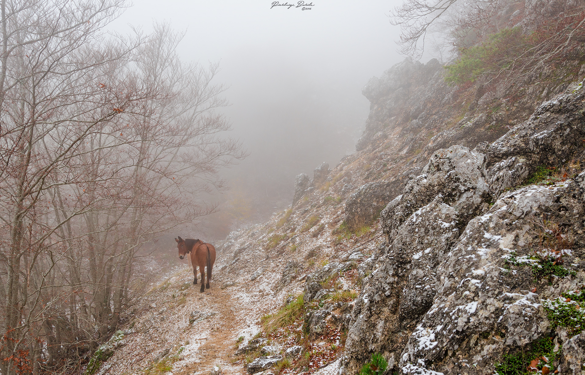 Cavallo nella nebbia