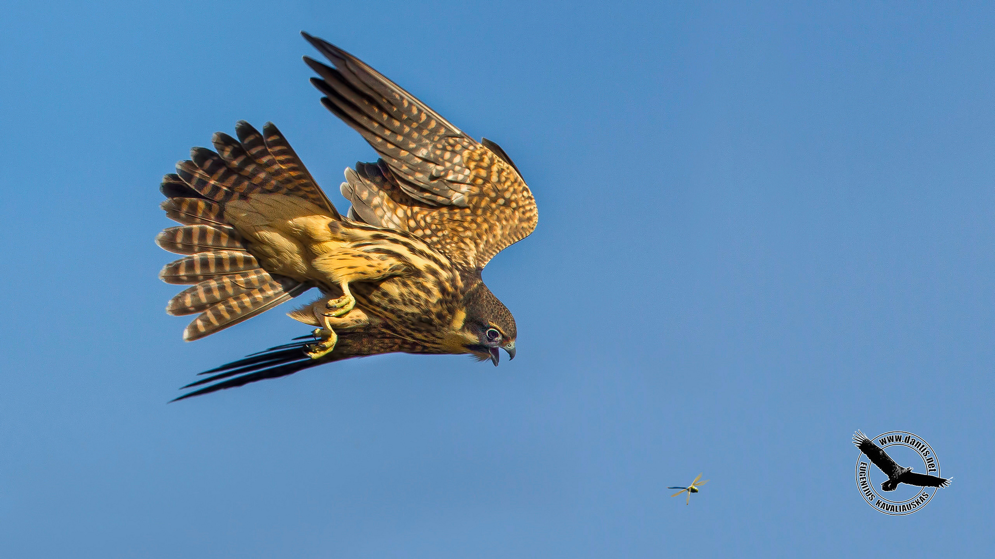 Hobby (Falco subbuteo)