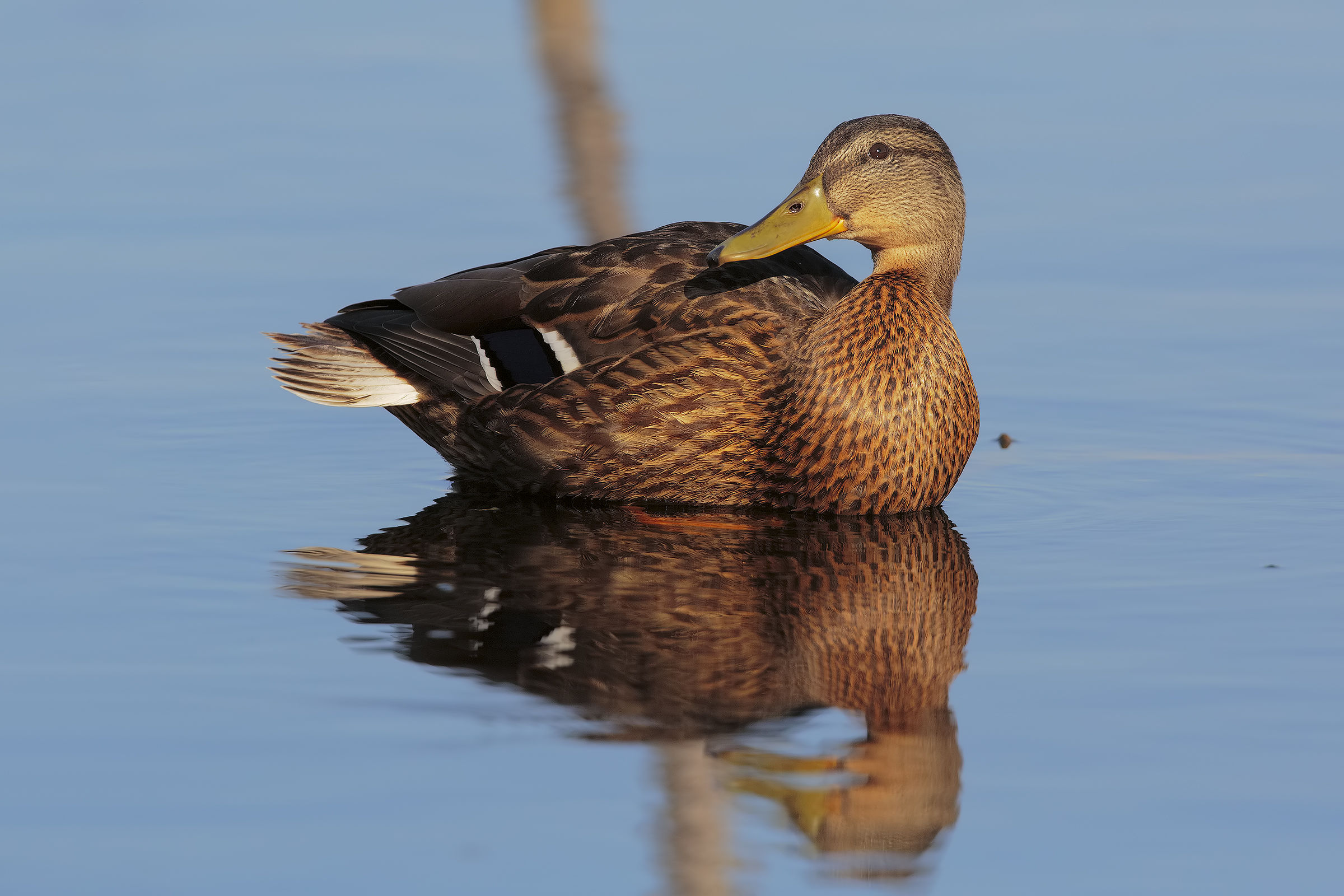 Germano nuova location..